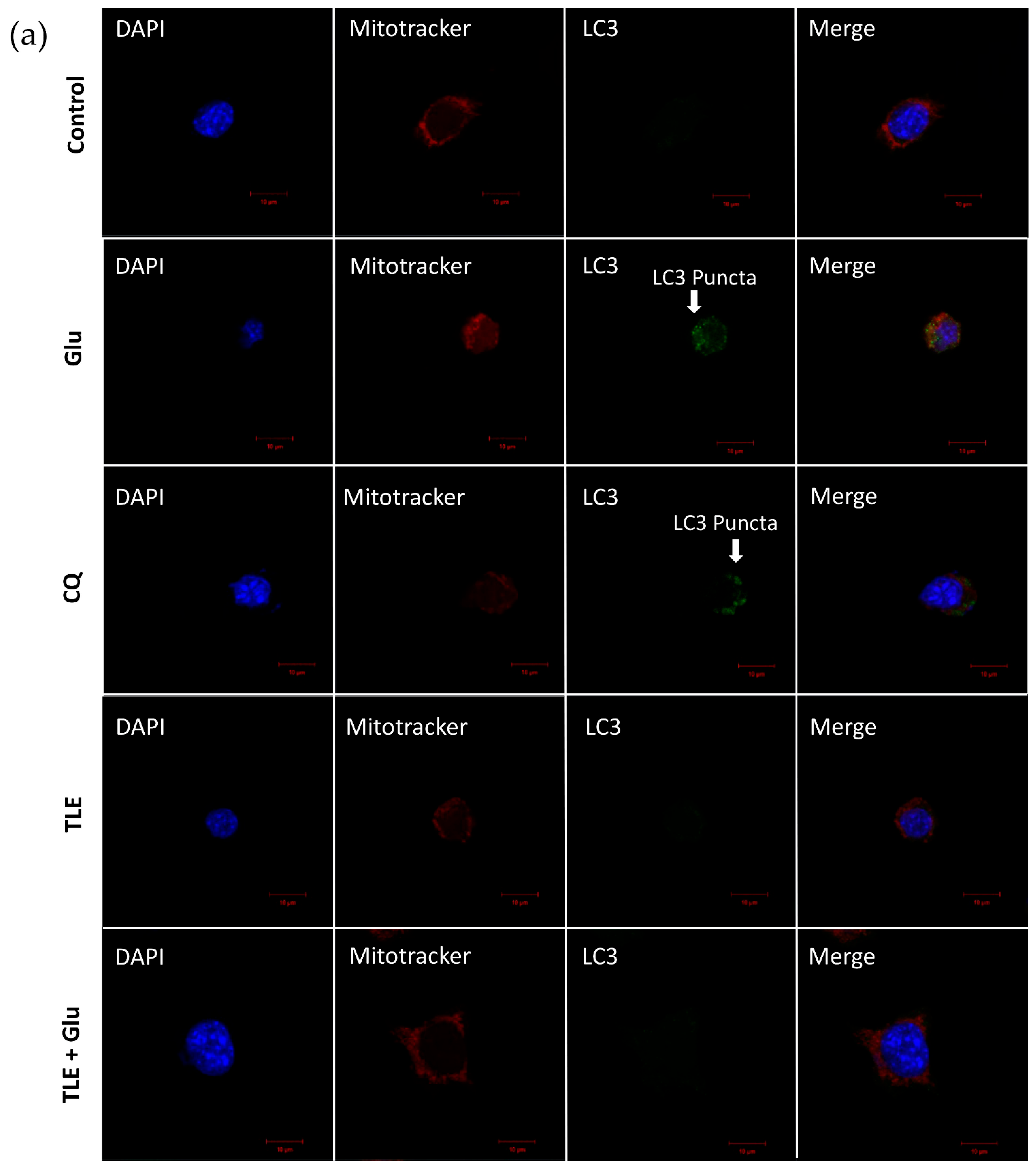 Antioxidants 10 01678 g007a