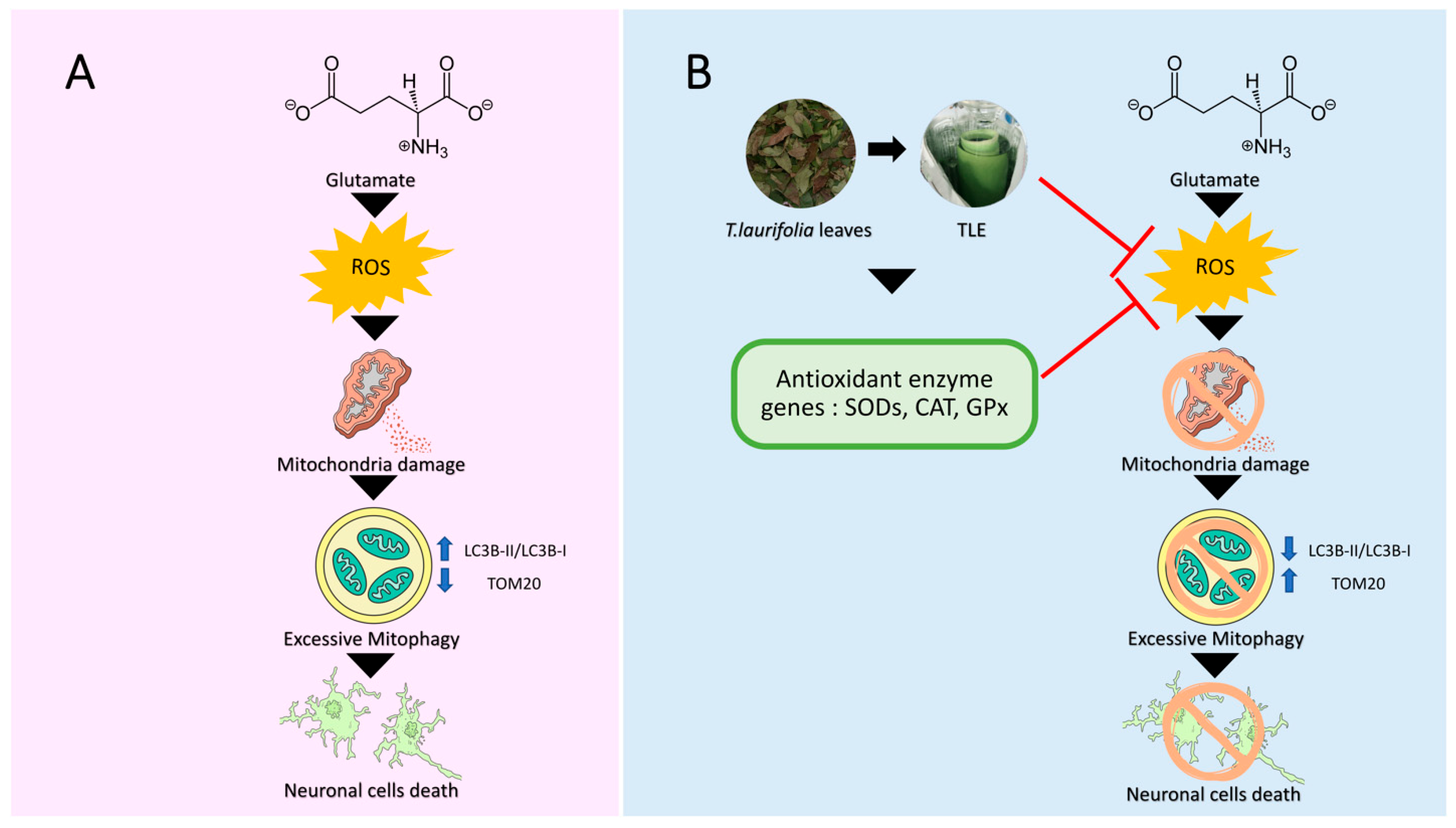Antioxidants 10 01678 g010