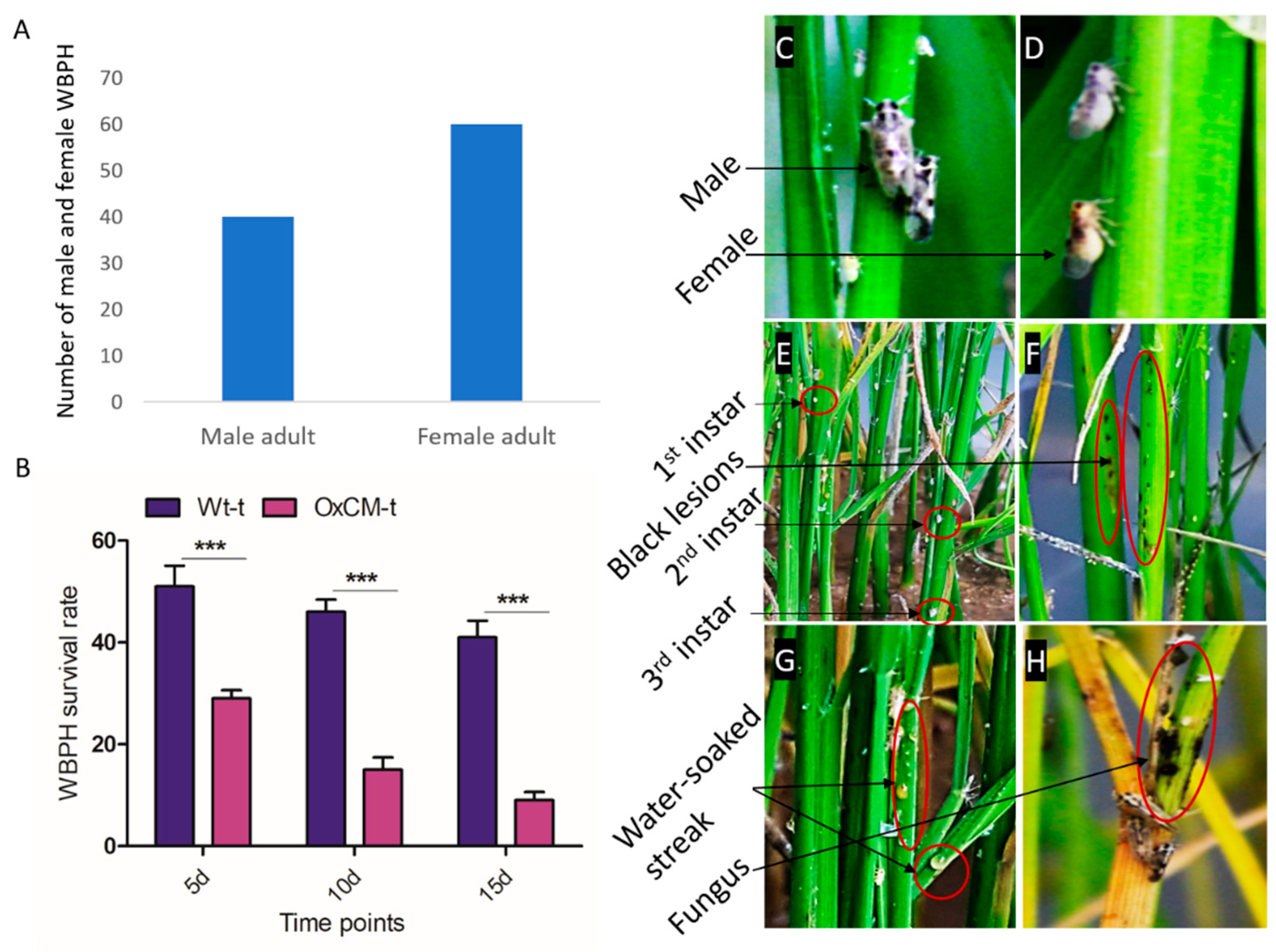 Antioxidants 10 01680 g001