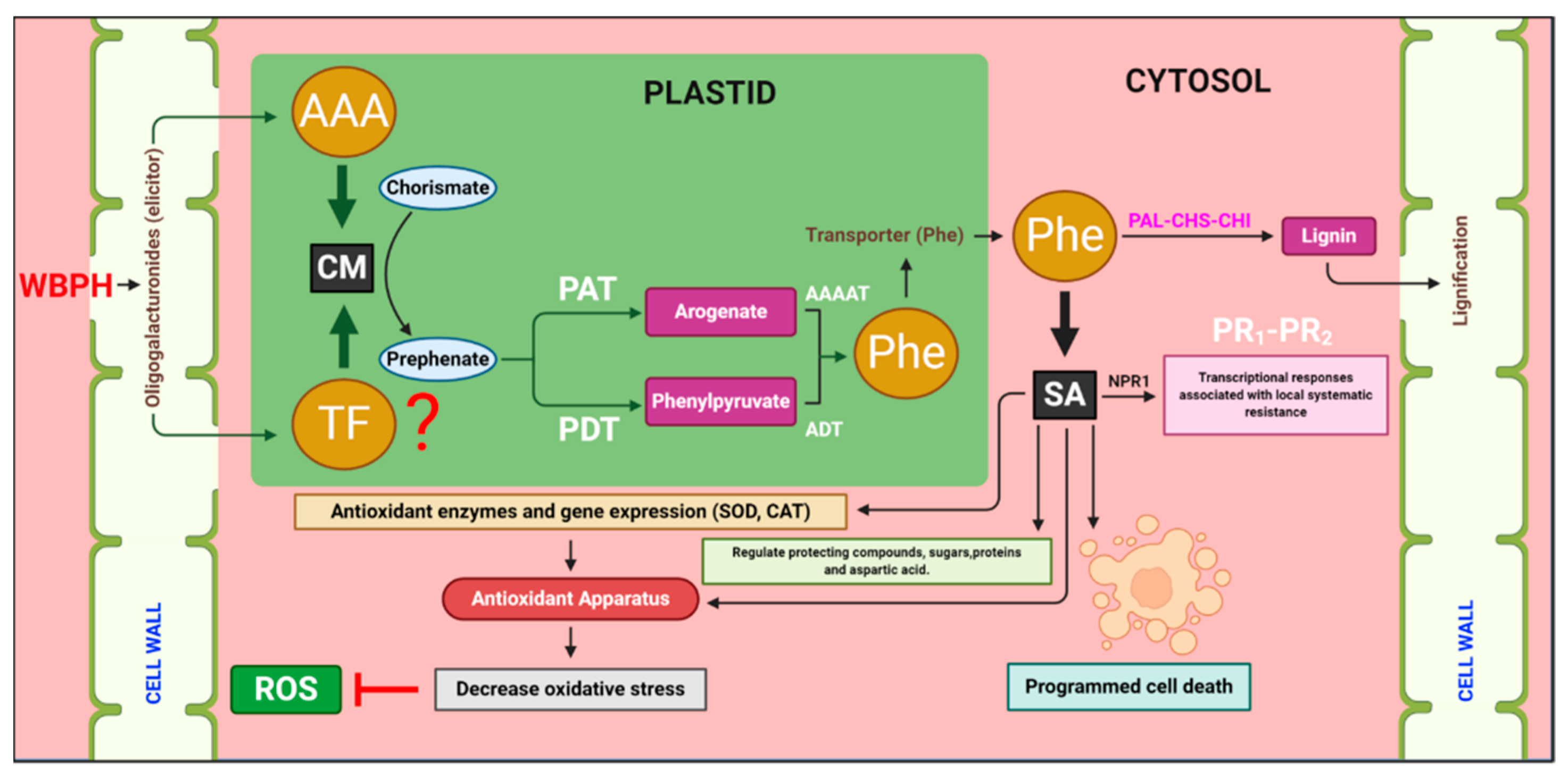 Antioxidants 10 01680 g007