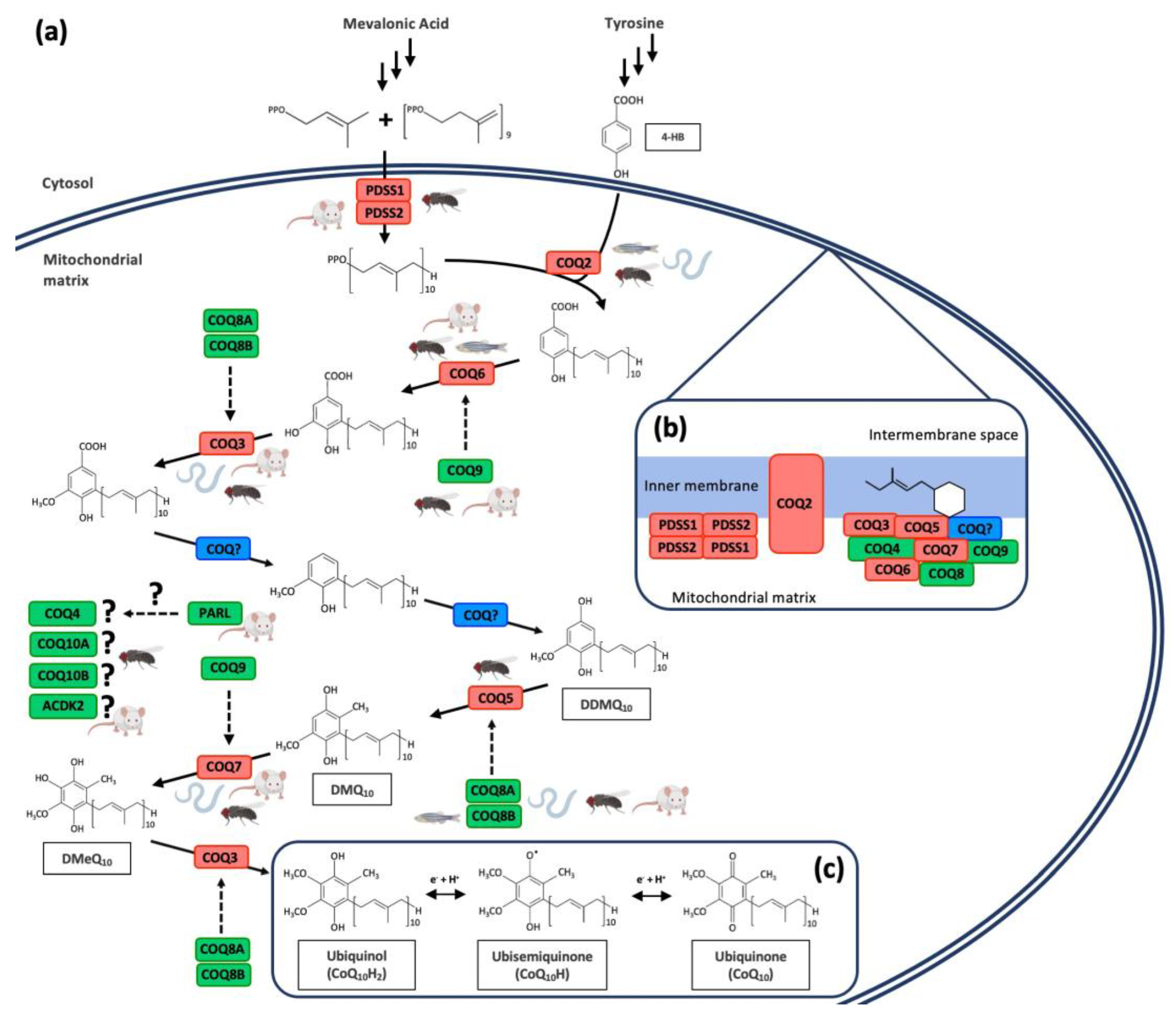 Antioxidants 10 01687 g002 Antioxidants 10 01687 g002