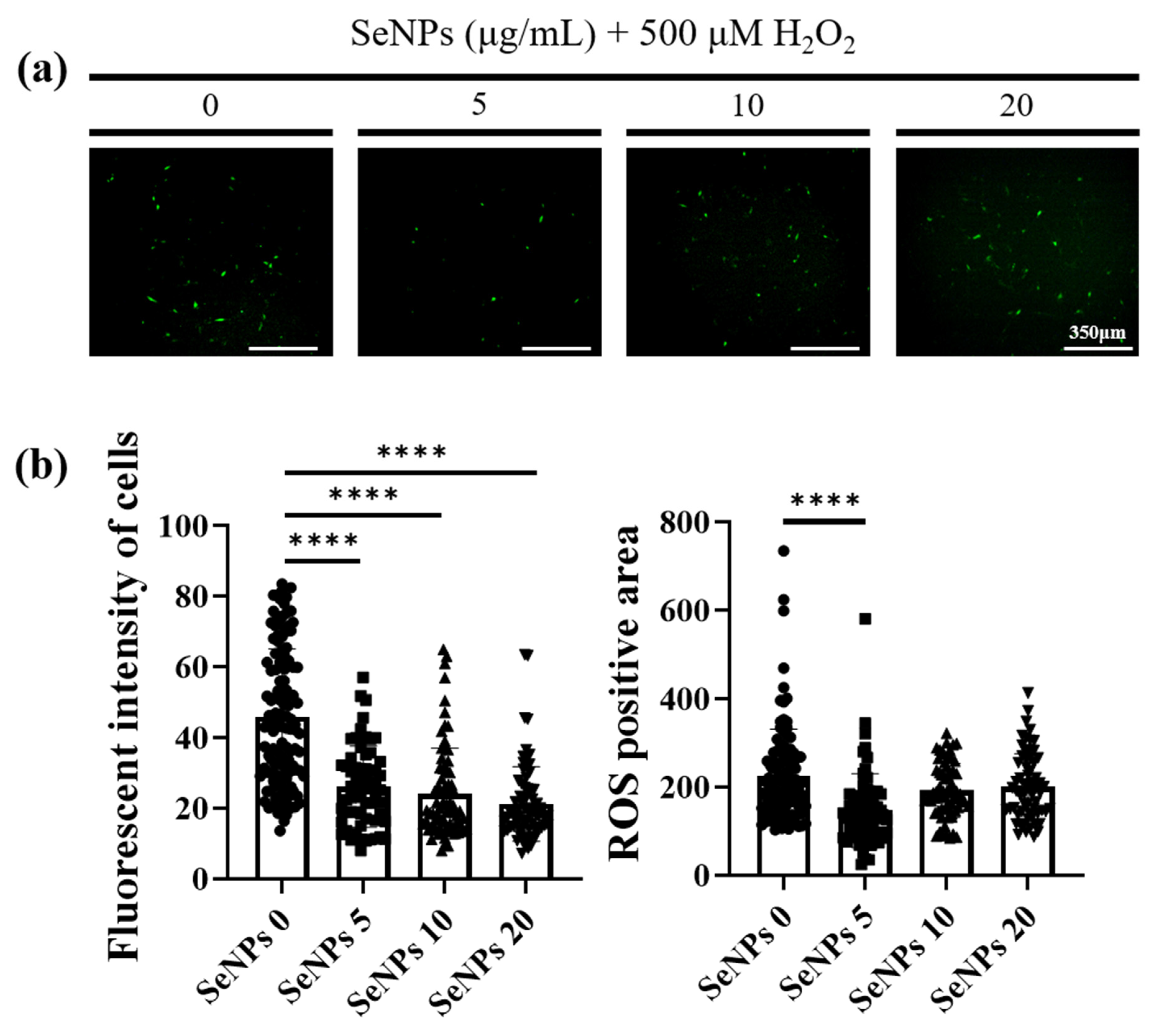 Antioxidants 10 01727 g004