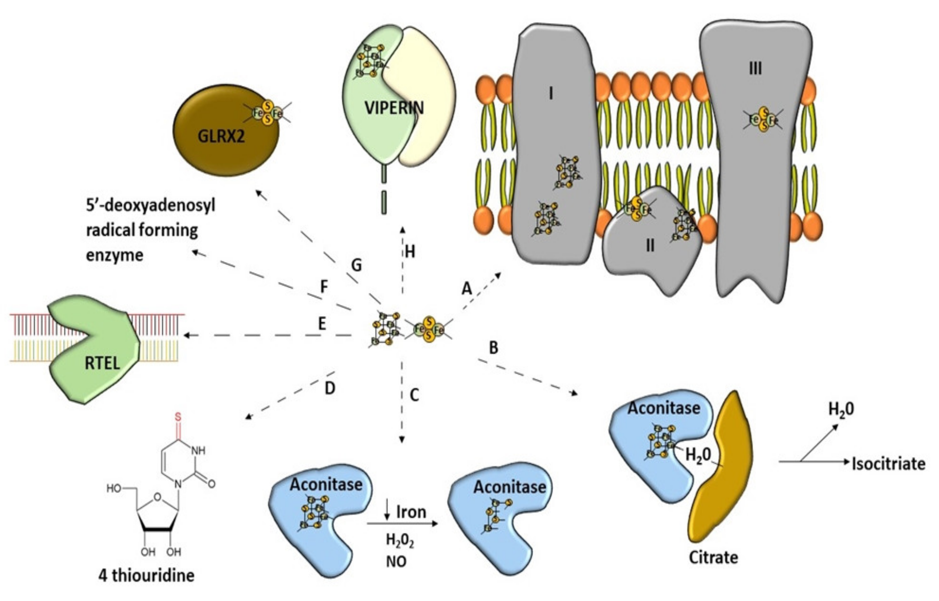 Antioxidants 10 01738 g002