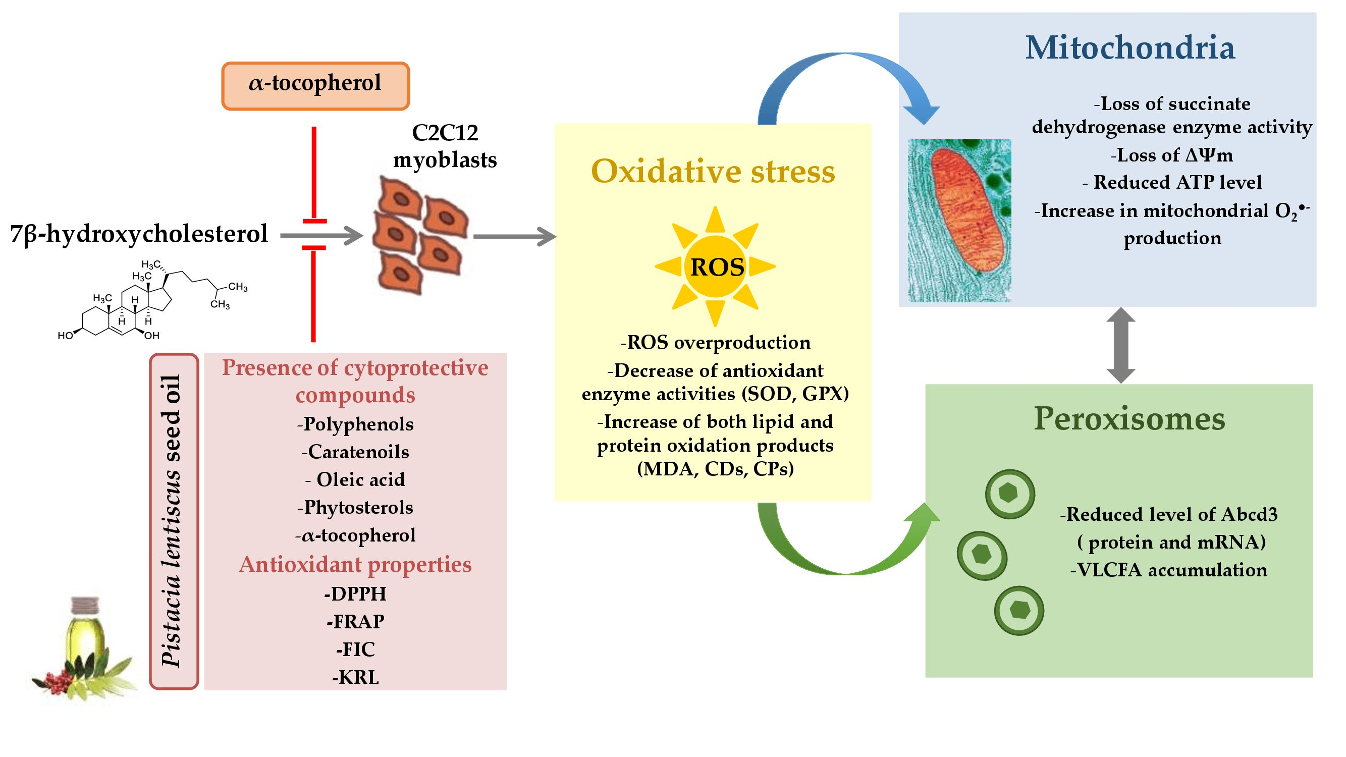 Antioxidants | Free Full-Text | Antioxidant Properties and Cytoprotective  Effect of Pistacia lentiscus L. Seed Oil against  7β-Hydroxycholesterol-Induced Toxicity in C2C12 Myoblasts: Reduction in  Oxidative Stress, Mitochondrial and Peroxisomal ...