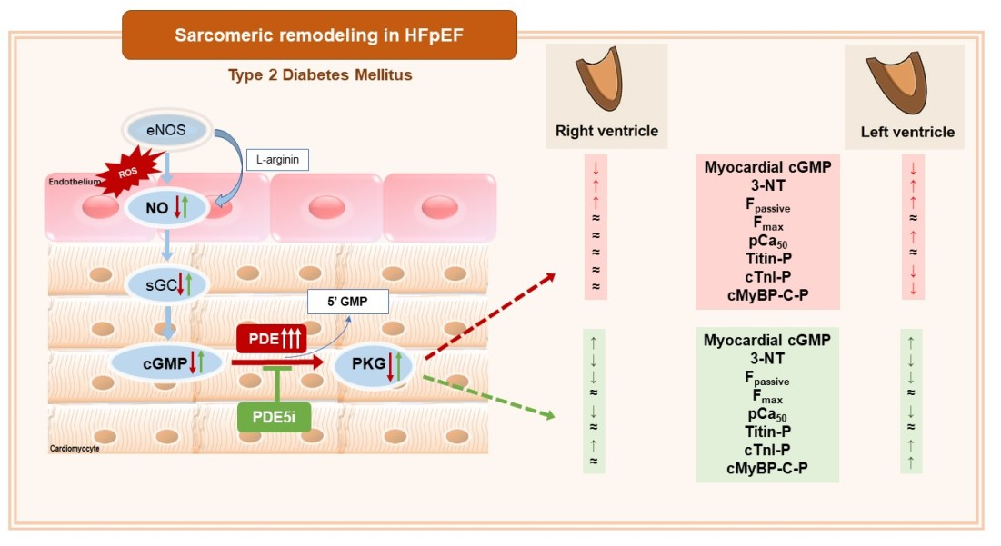 Antioxidants Free Full Text Long Term Pde 5a Inhibition Improves Myofilament Function In Left And Right Ventricular Cardiomyocytes Through Partially Different Mechanisms In Diabetic Rat Hearts Html