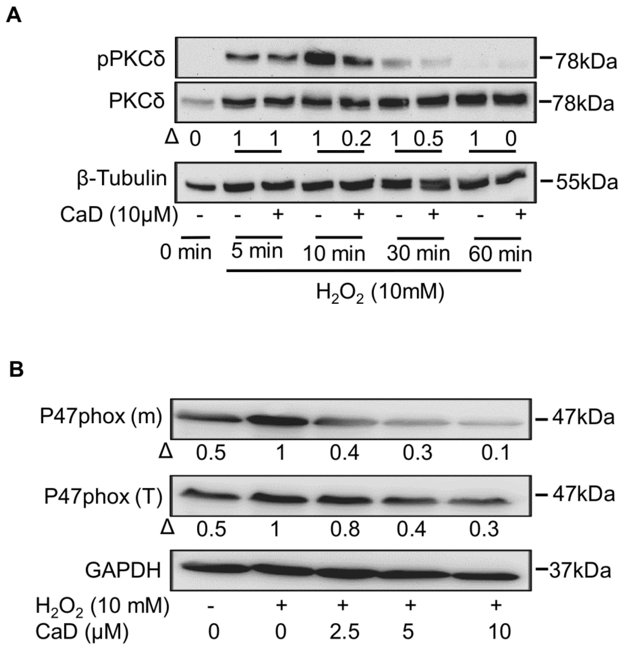 Antioxidants 10 01798 g011