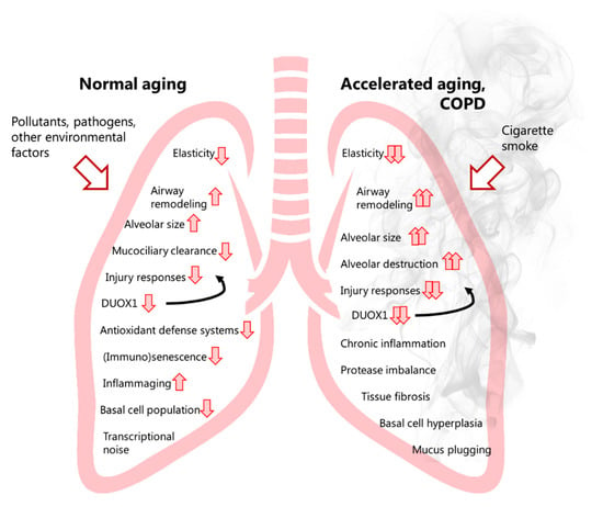 Antioxidants | Free Full-Text | Redox Dysregulation in Aging and COPD ...