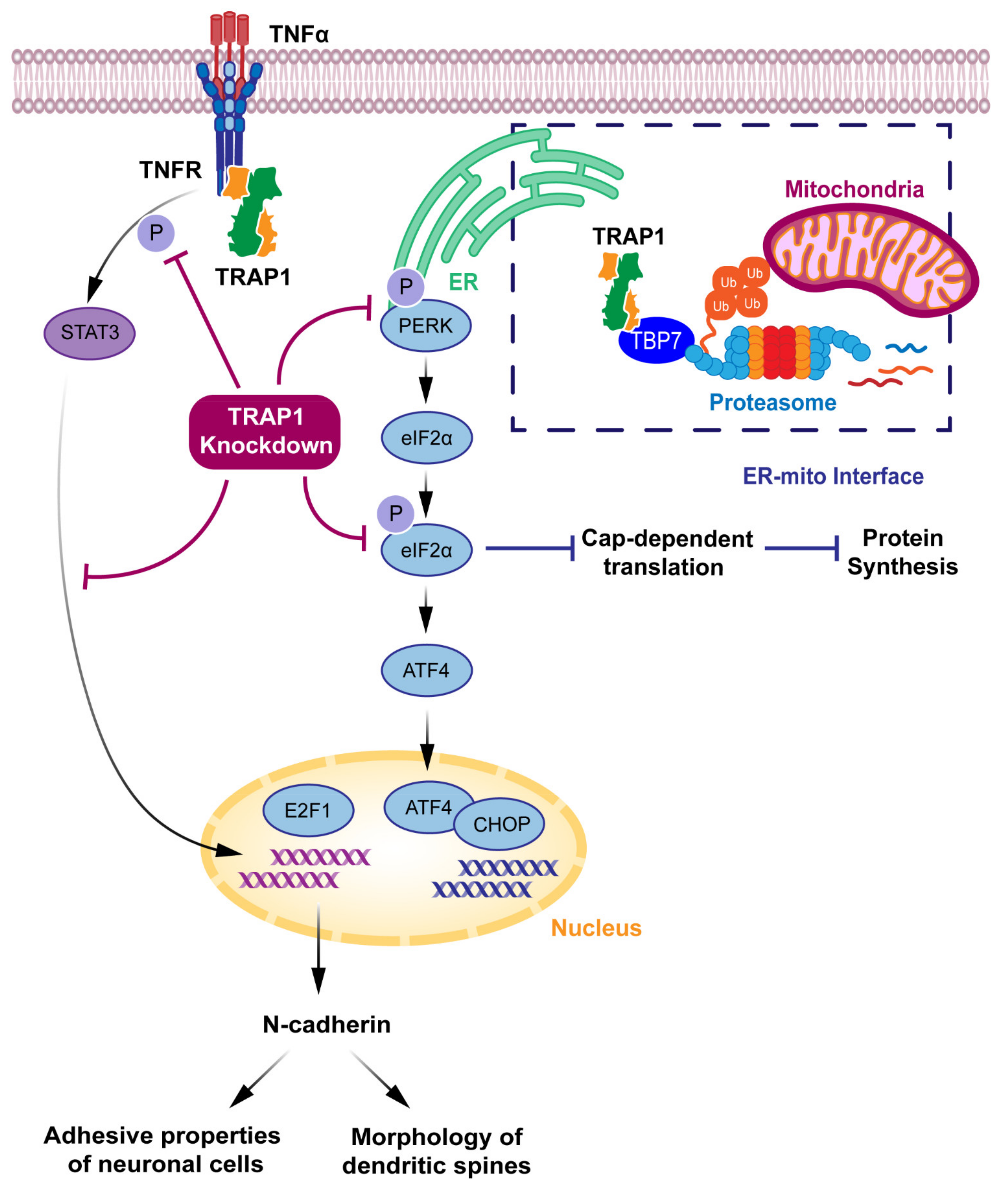 Antioxidants | Free Full-Text | TRAP1 in Oxidative Stress and  Neurodegeneration