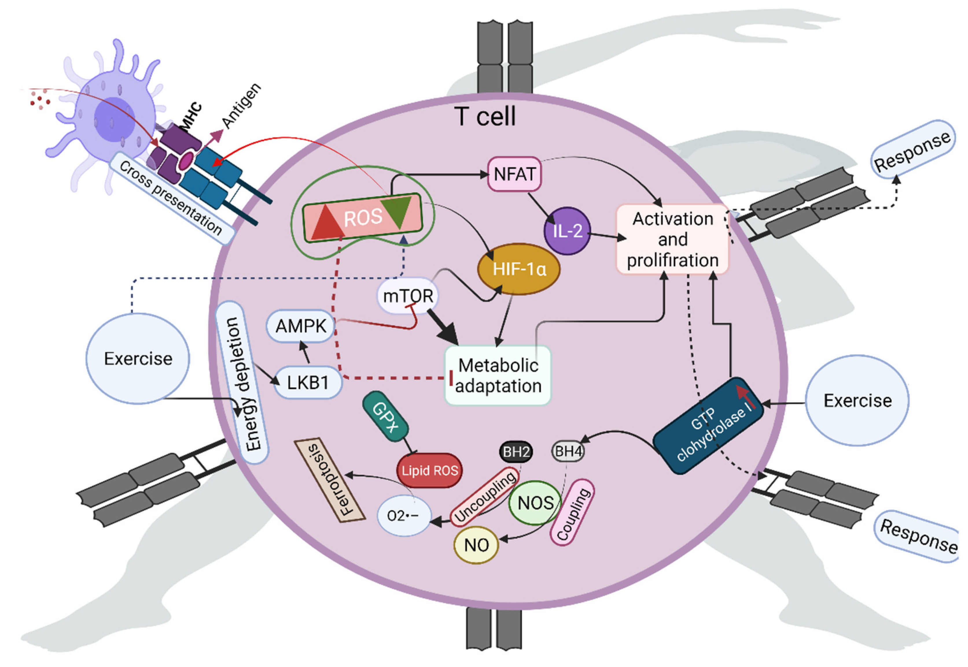 Antioxidants 10 01846 g001