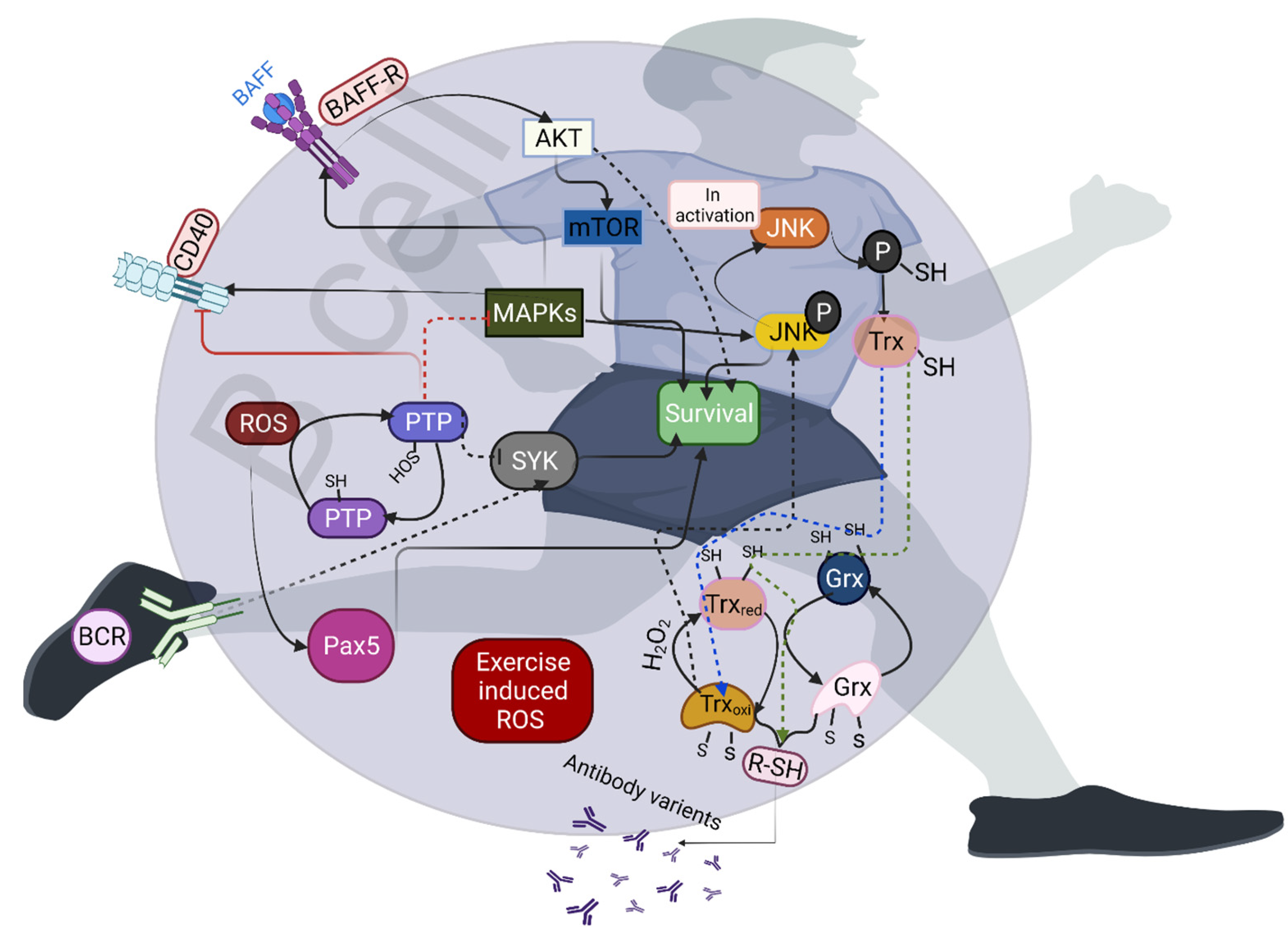 Antioxidants 10 01846 g002