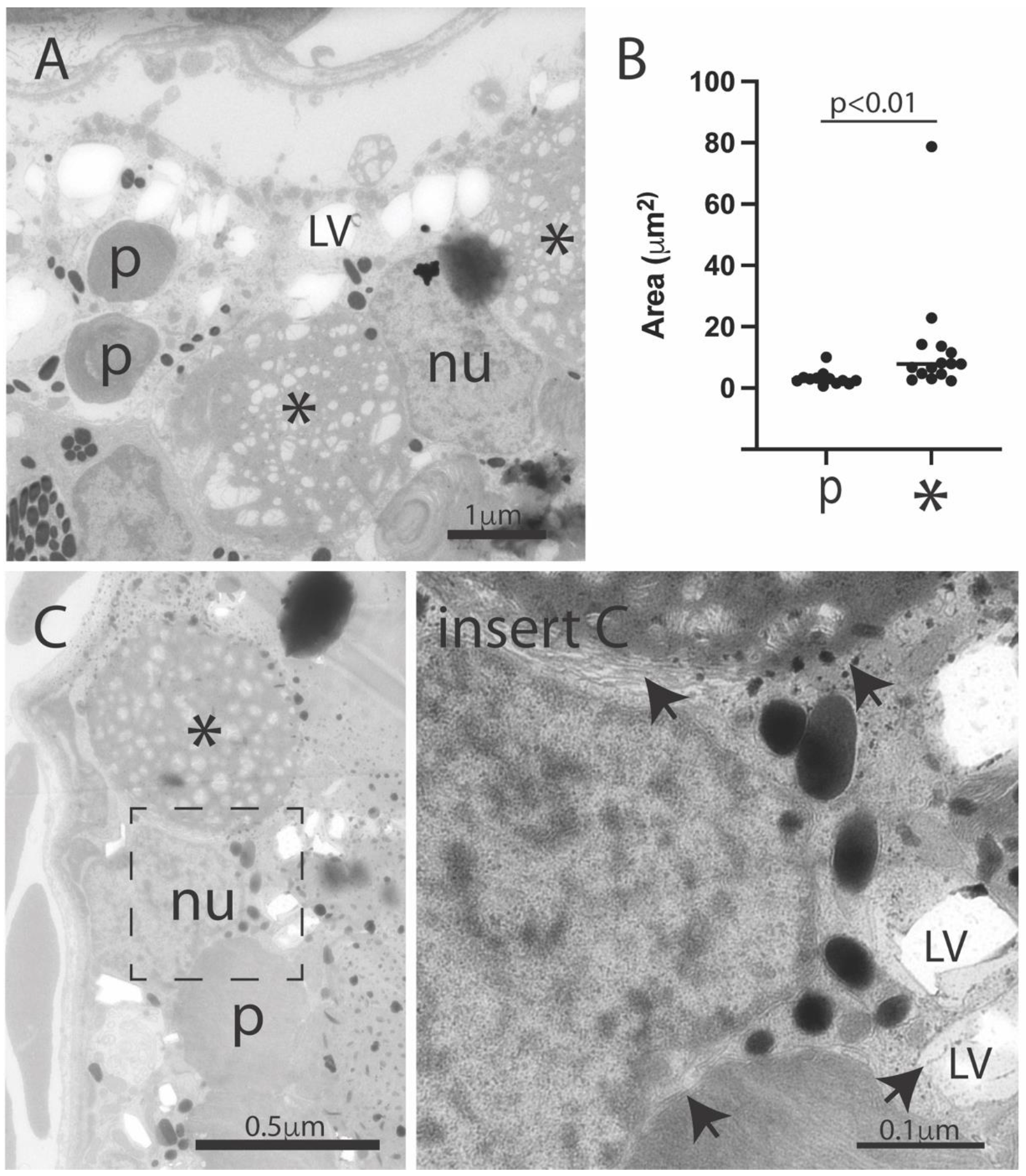 Antioxidants 10 01862 g004