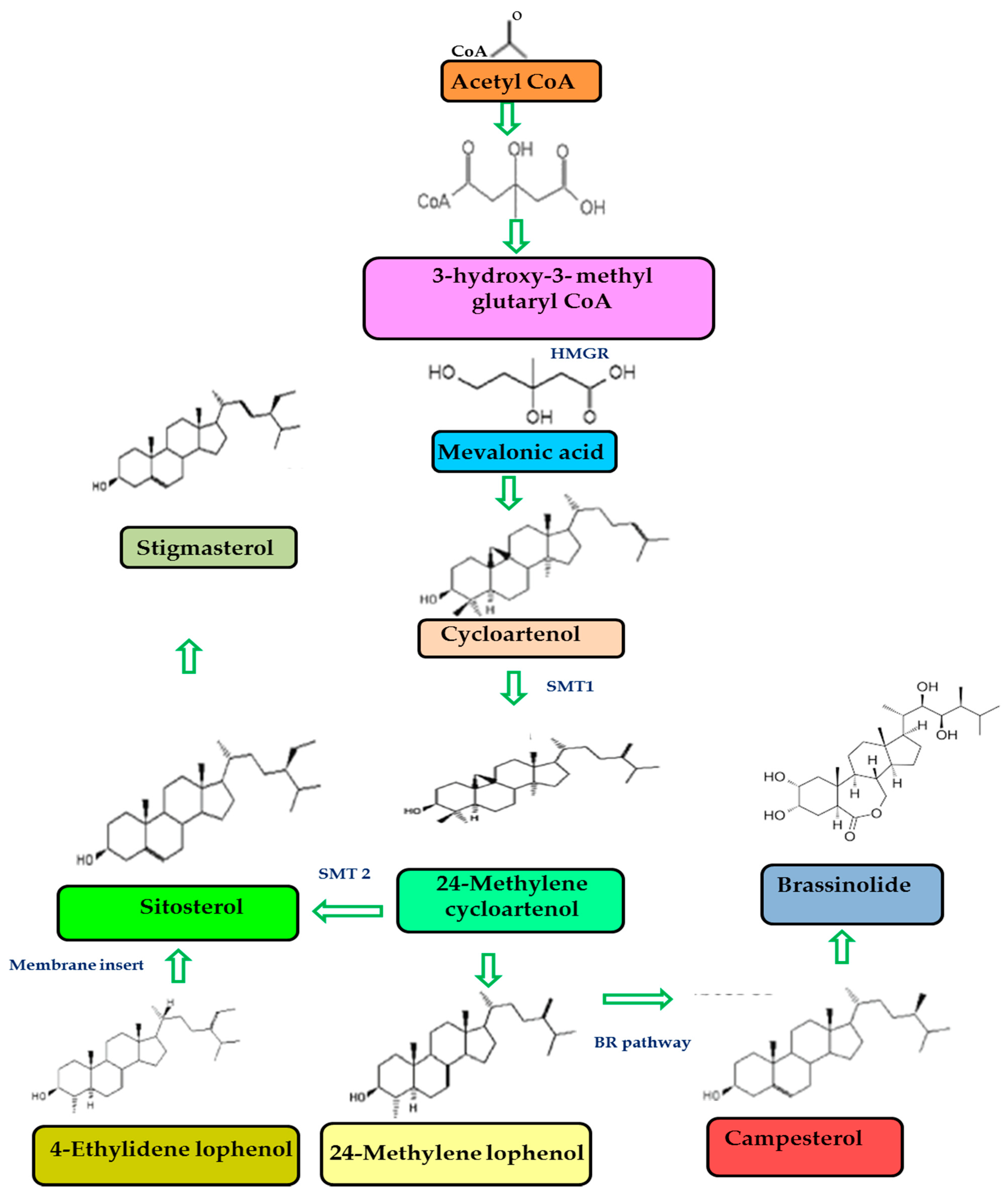 Antioxidants 10 01903 g003