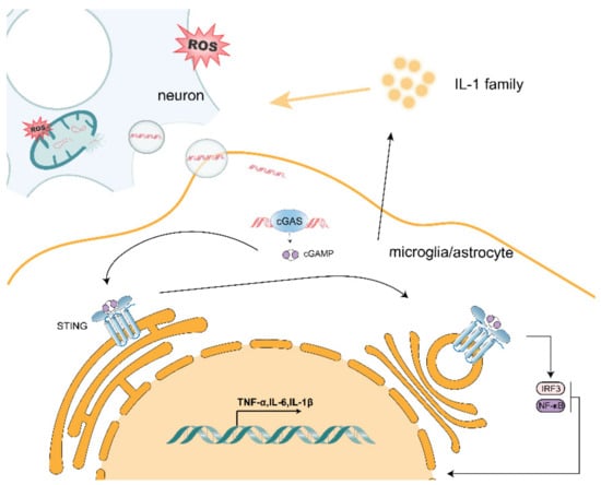 Mitochondrial reactive oxygen is critical for IL-12/IL-18-induced IFN