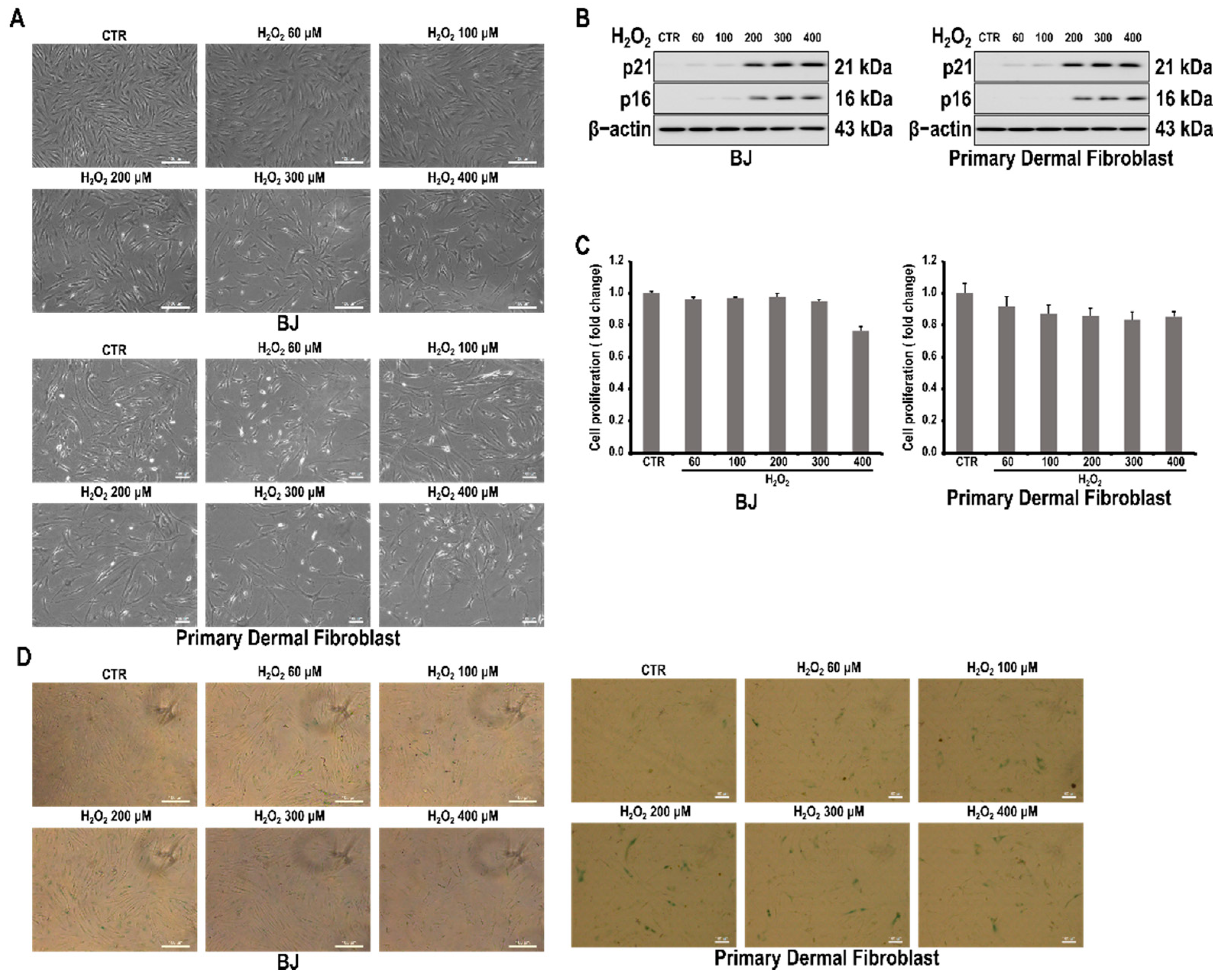 Antioxidants 10 01924 g001
