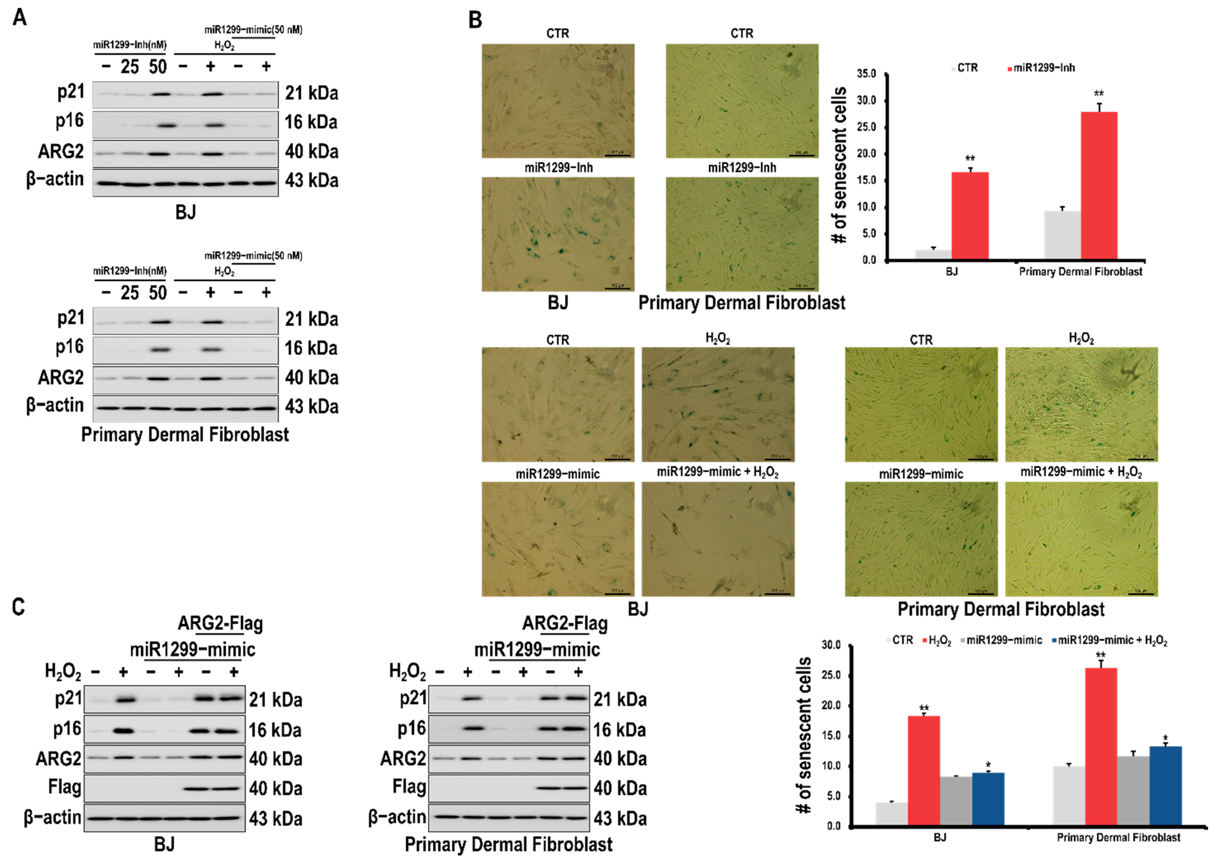 Antioxidants 10 01924 g003