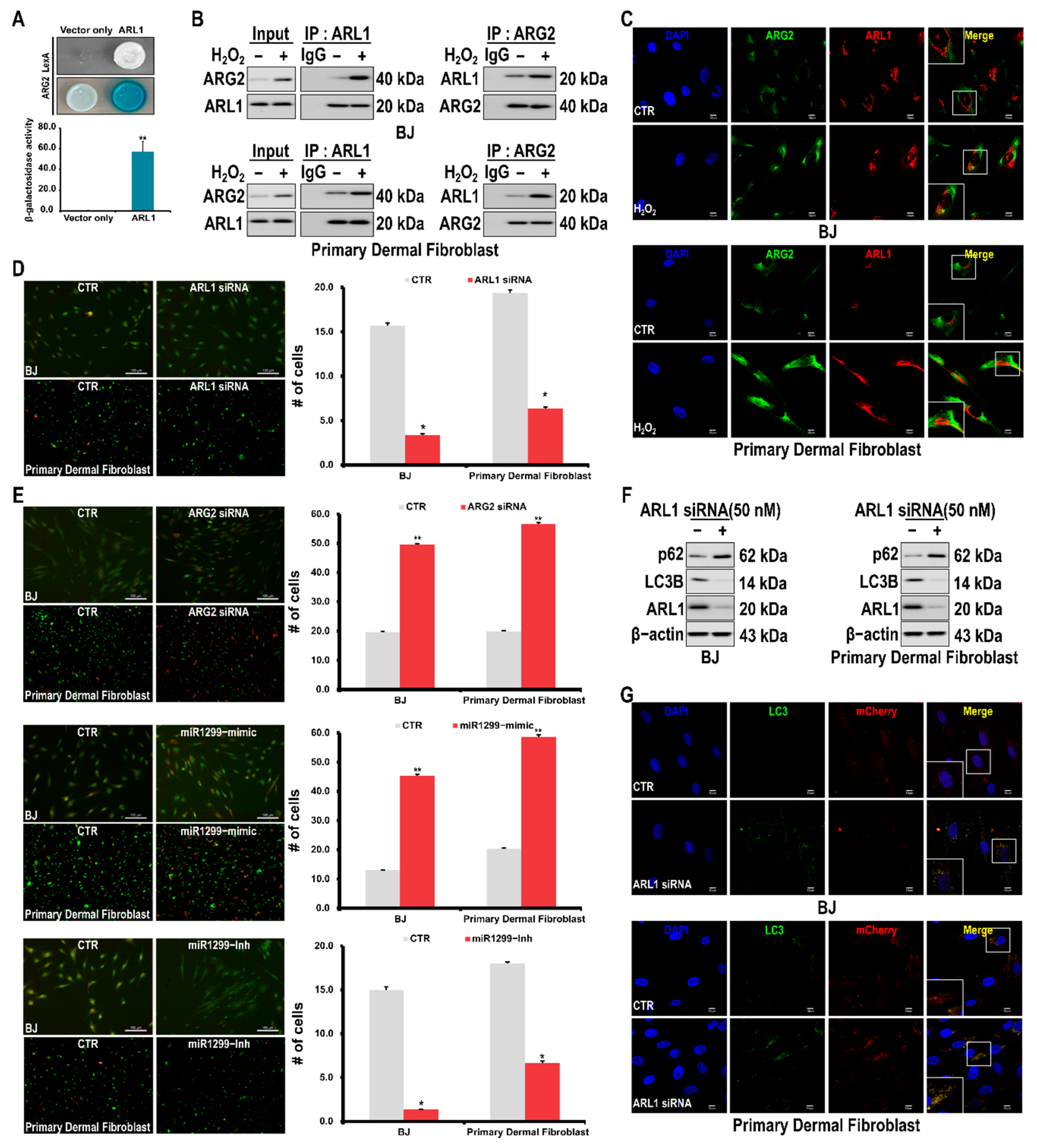 Antioxidants 10 01924 g004