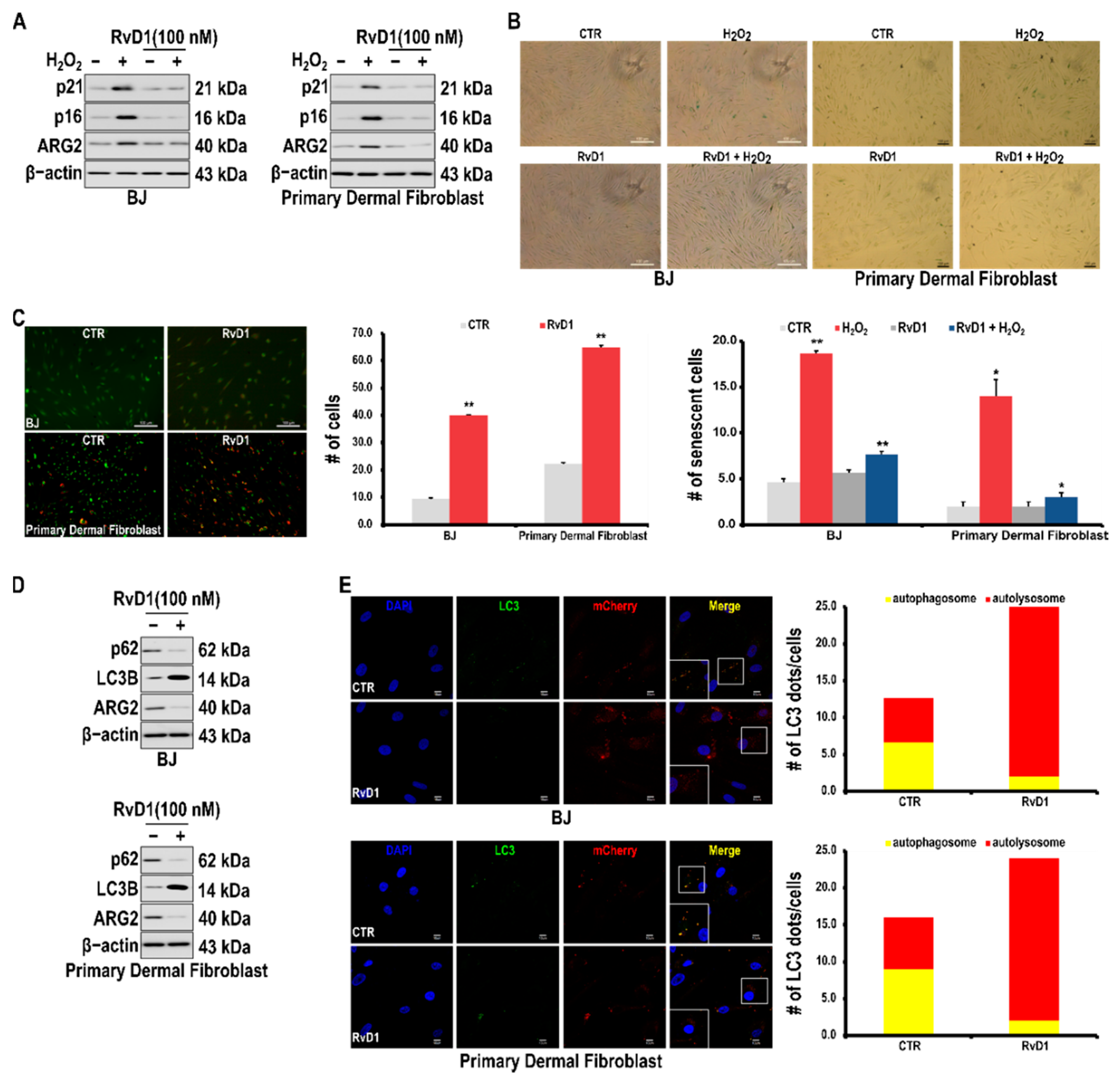 Antioxidants 10 01924 g005
