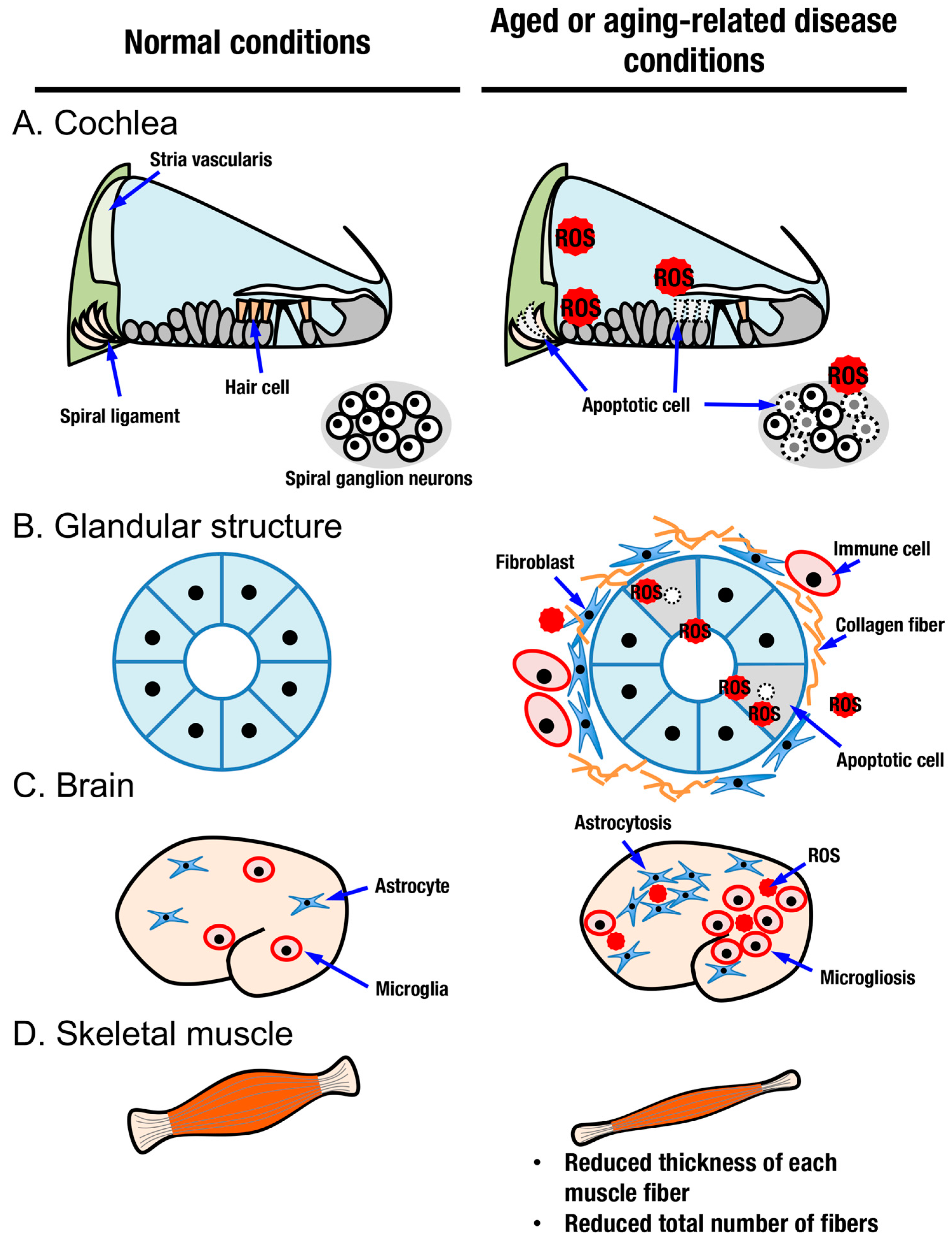 Antioxidants 10 01929 g005