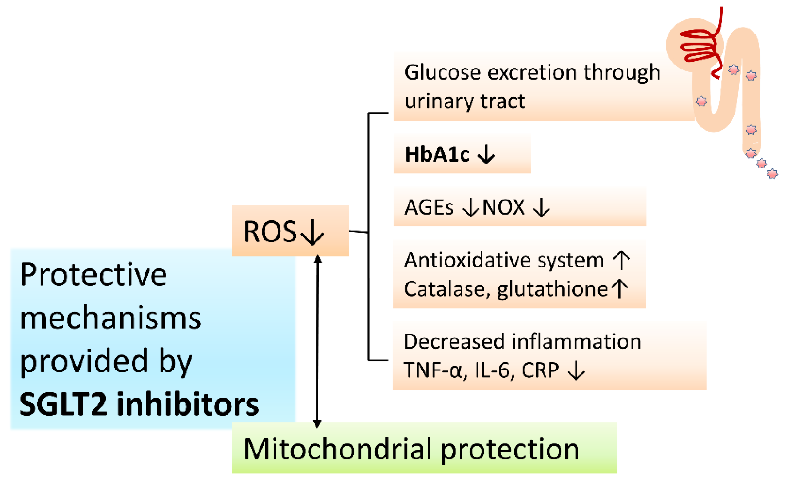Antioxidants 10 01935 g002 Antioxidants 10 01935 g002
