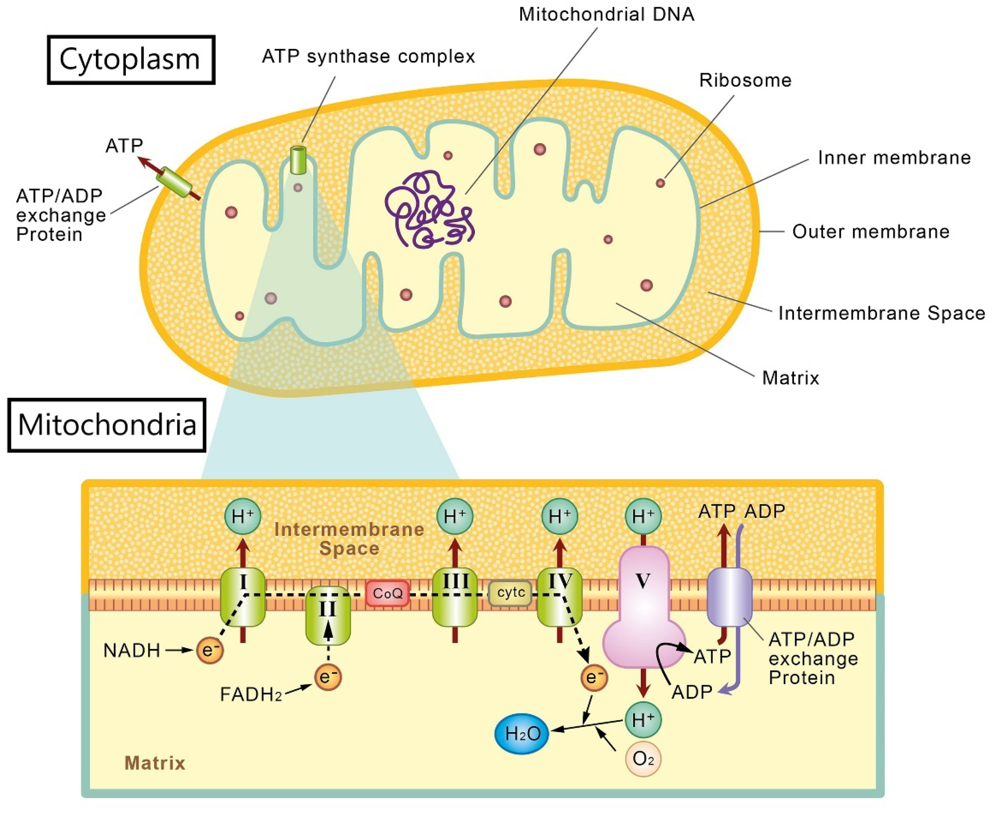 CRISPR-Cas9 correction of OPA1 c.1334G>A: p.R445H restores mitochondrial  homeostasis in dominant optic atrophy patient-derived iPSCs: Molecular  Therapy - Nucleic Acids