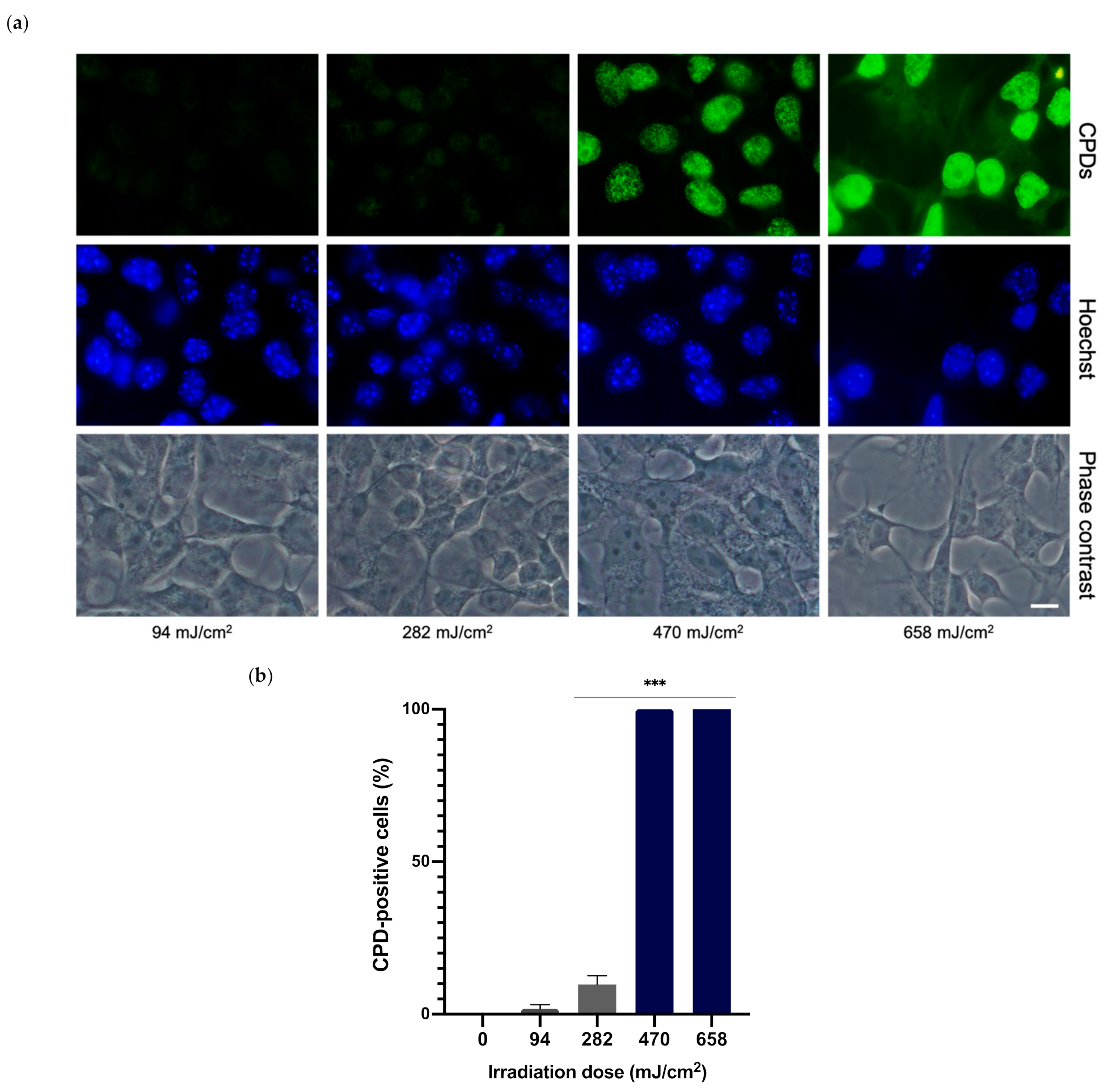 Antioxidants 10 01961 g003
