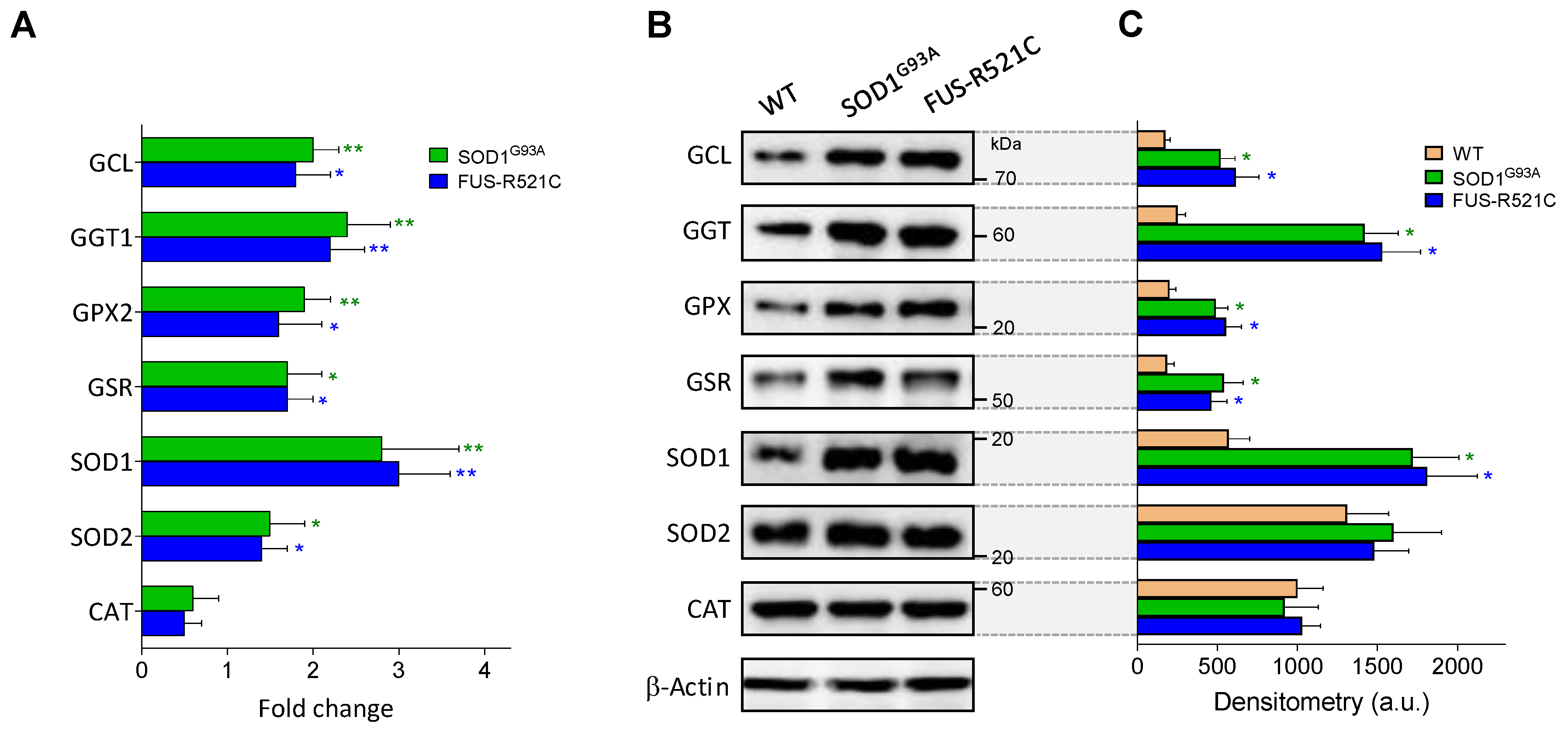 Antioxidants 10 02007 g004 Antioxidants 10 02007 g004