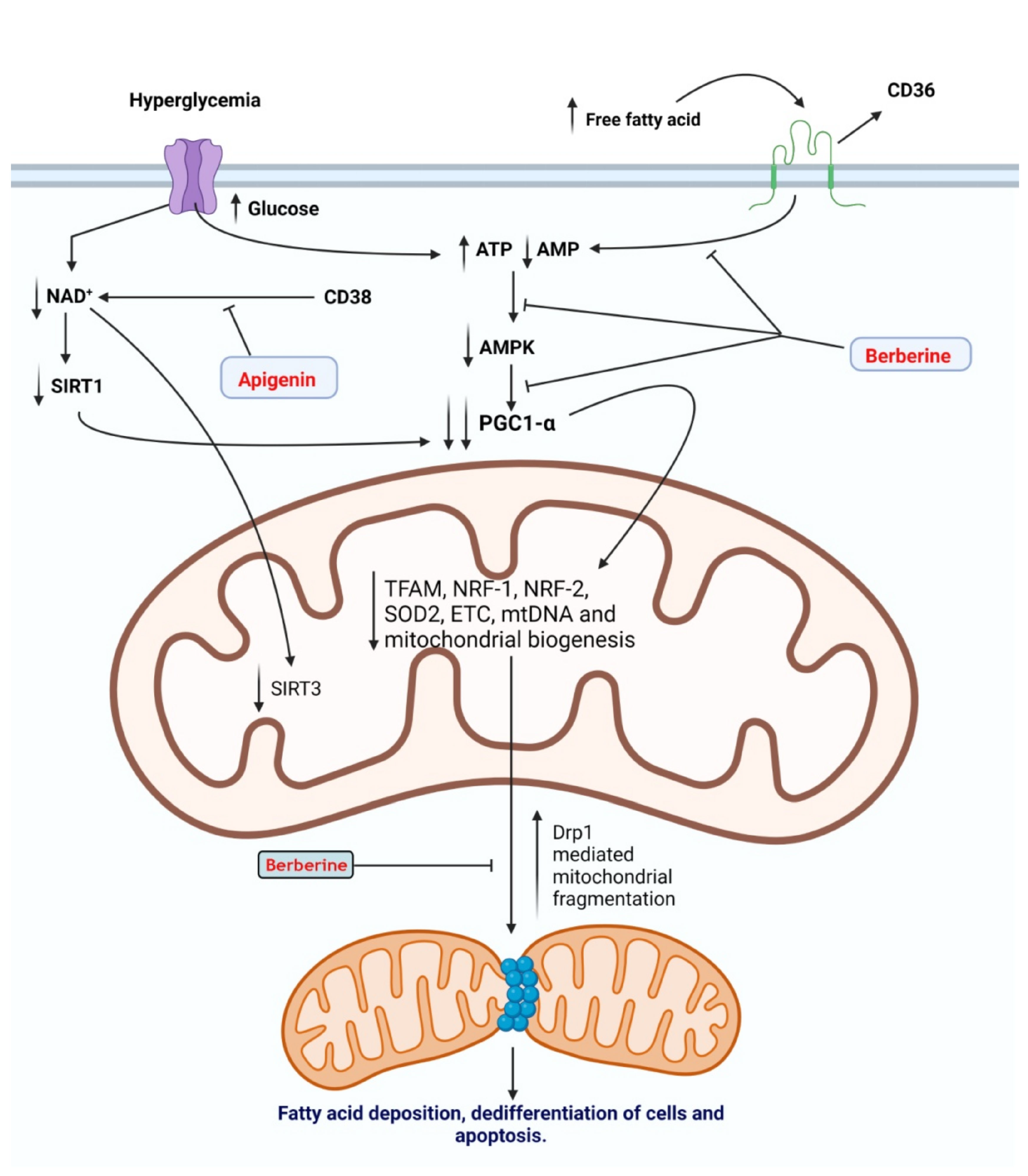 Antioxidants | Free Full-Text | Molecular Mechanistic Pathways Targeted by  Natural Antioxidants in the Prevention and Treatment of Chronic Kidney  Disease