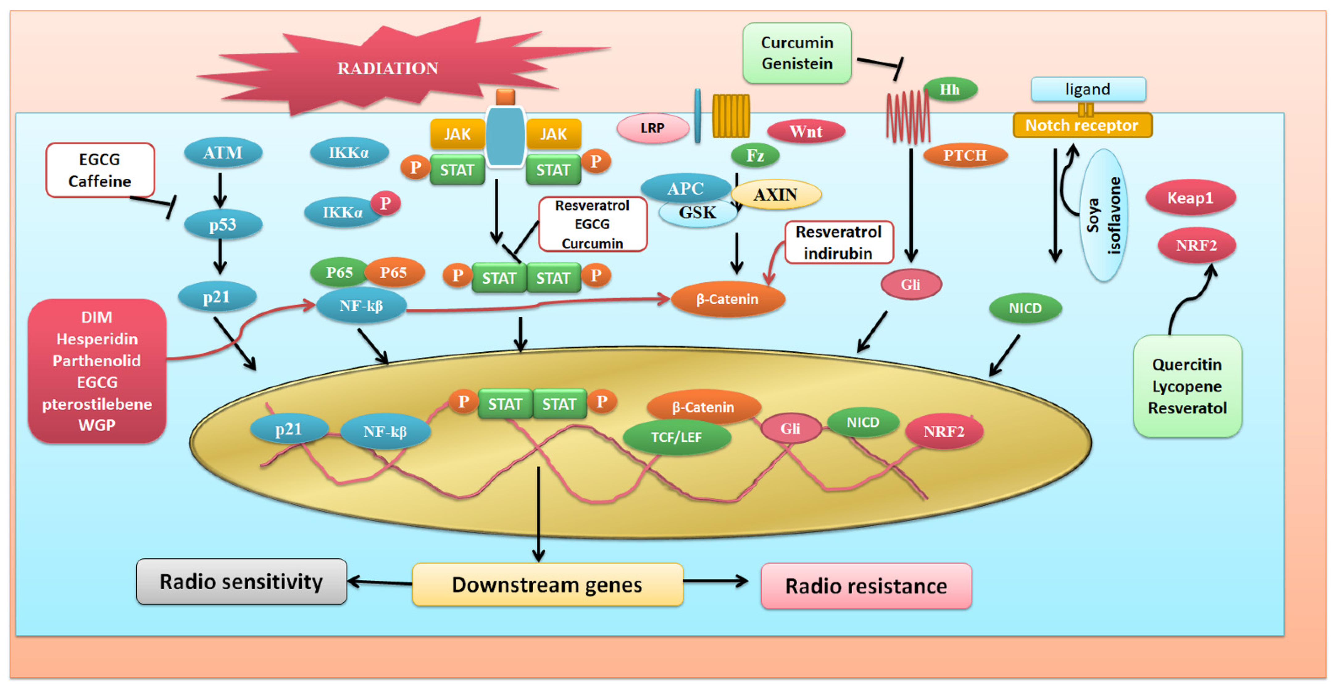 Antioxidants 11 00049 g003
