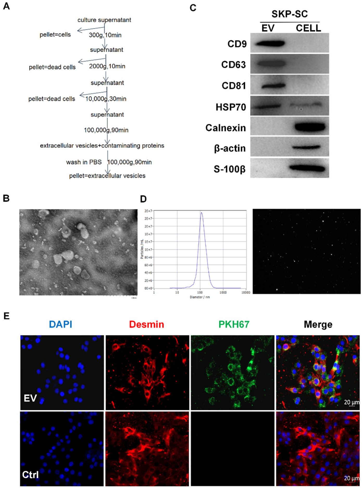 Antioxidants 11 00066 g001