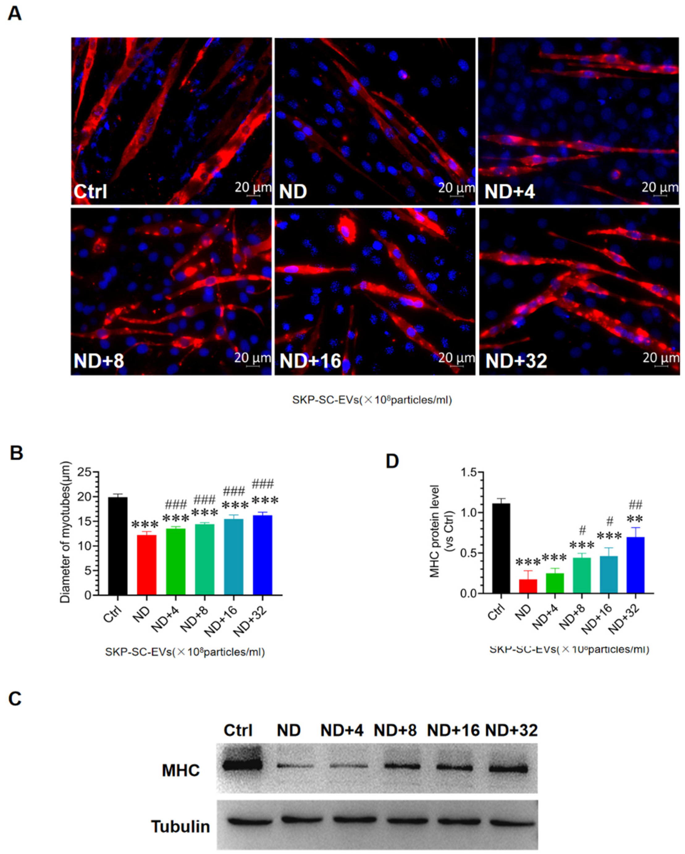 Antioxidants 11 00066 g003