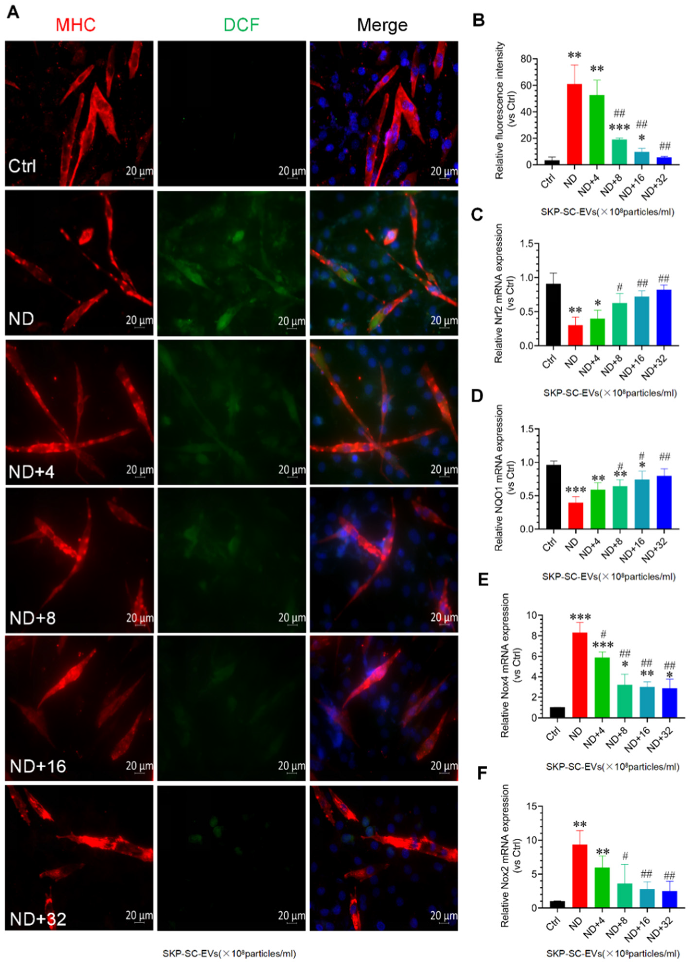 Antioxidants 11 00066 g004
