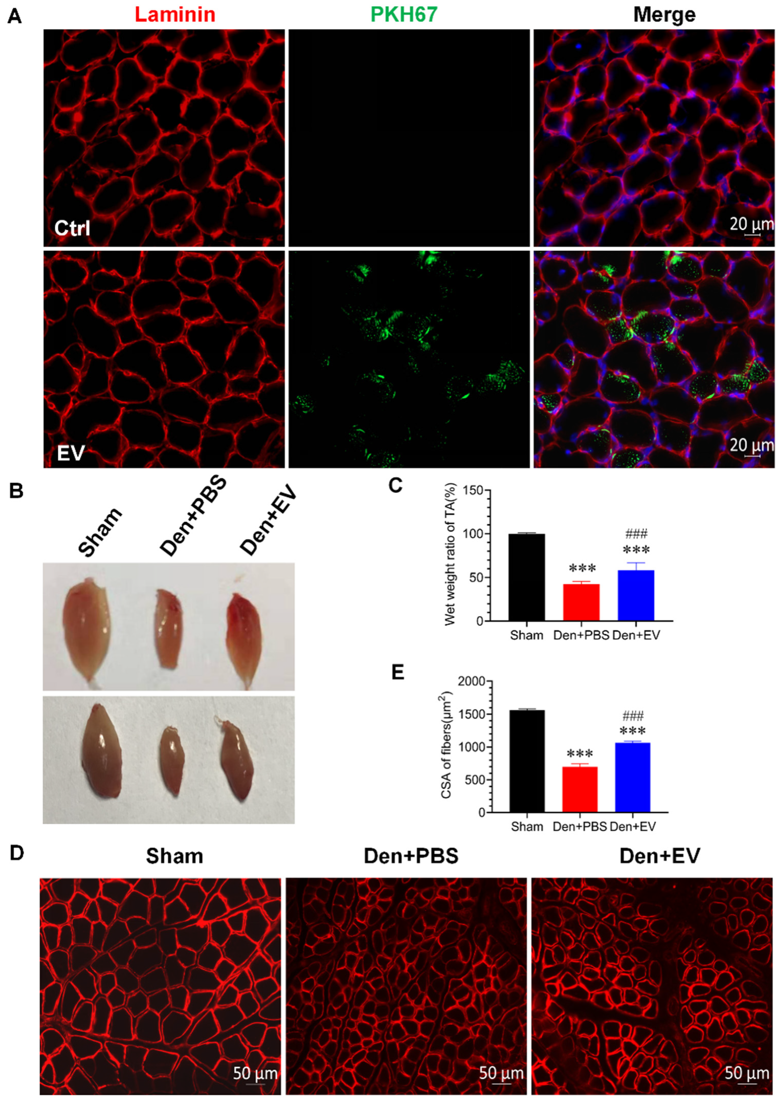 Antioxidants 11 00066 g006