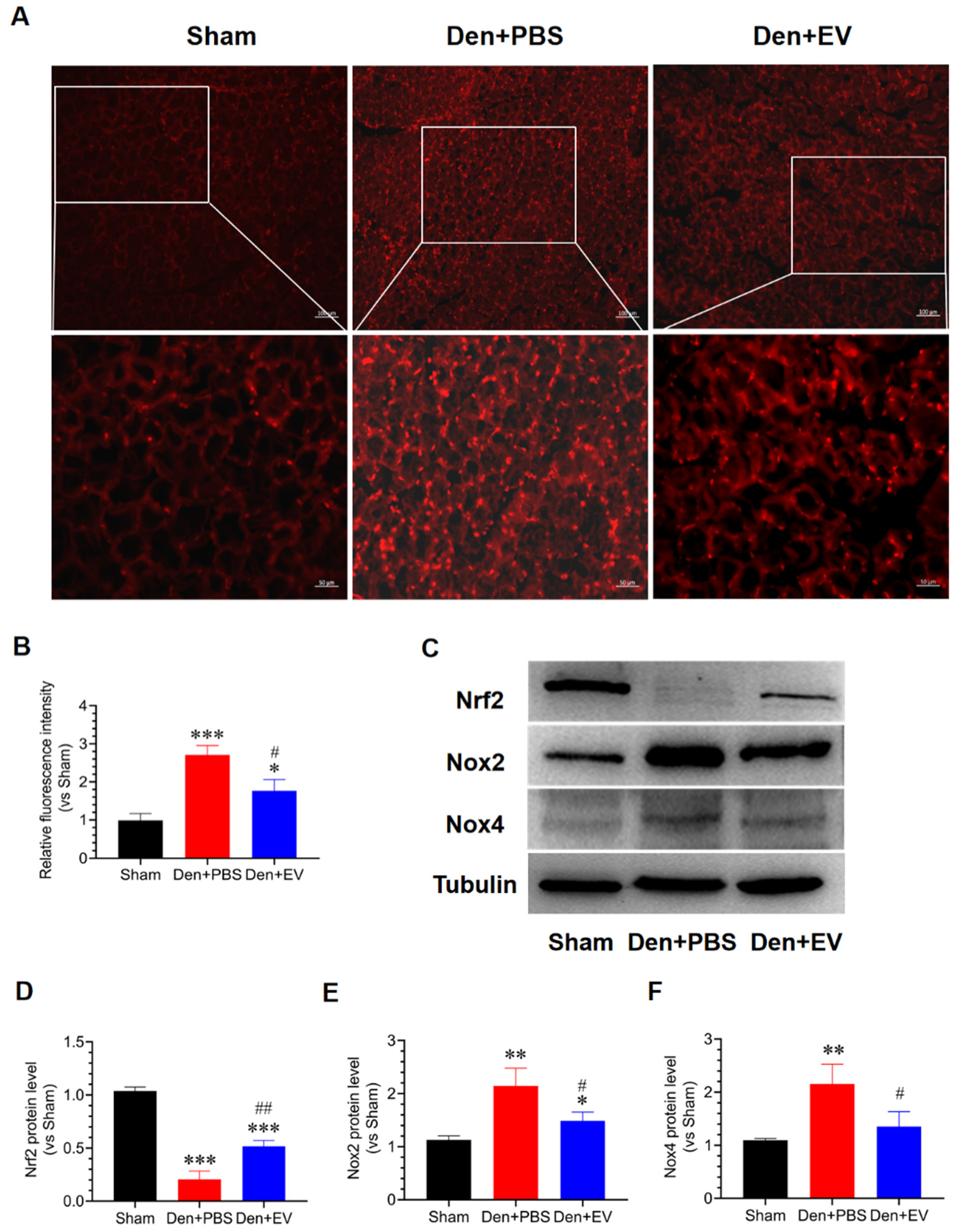 Antioxidants 11 00066 g007