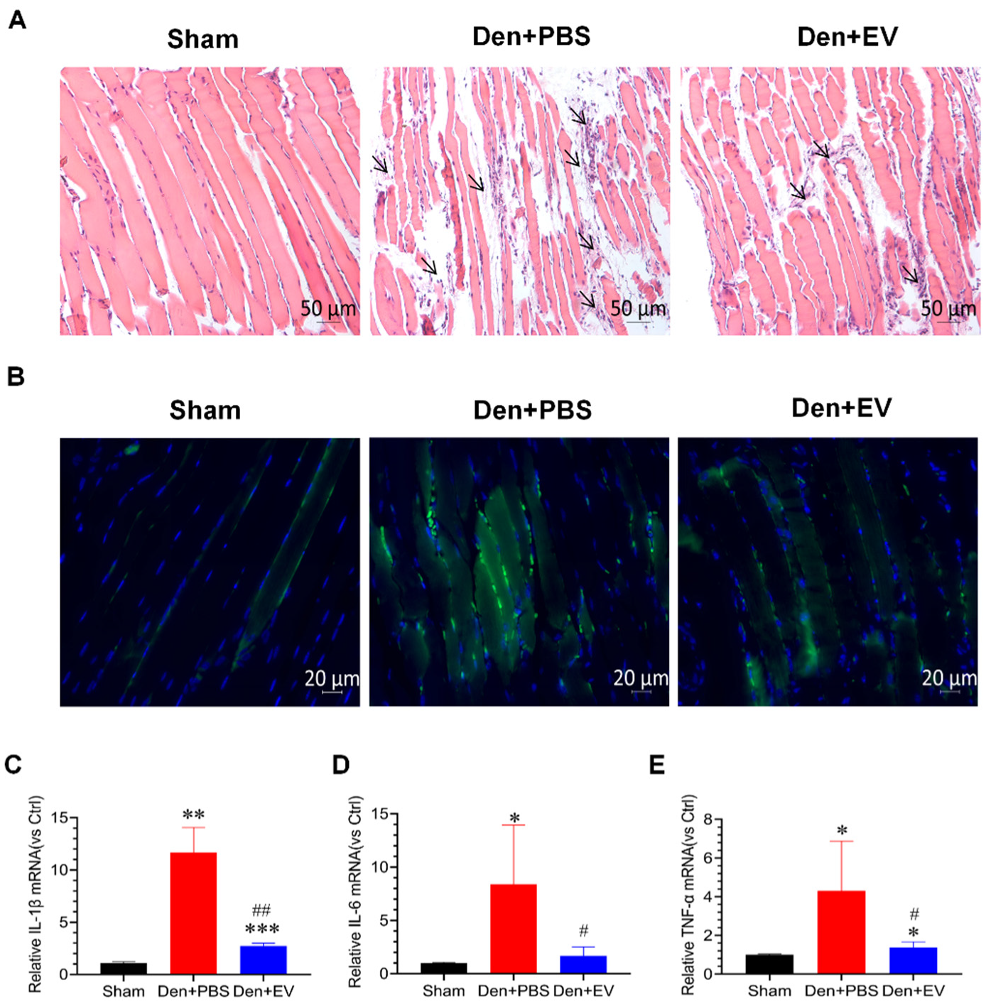 Antioxidants 11 00066 g008
