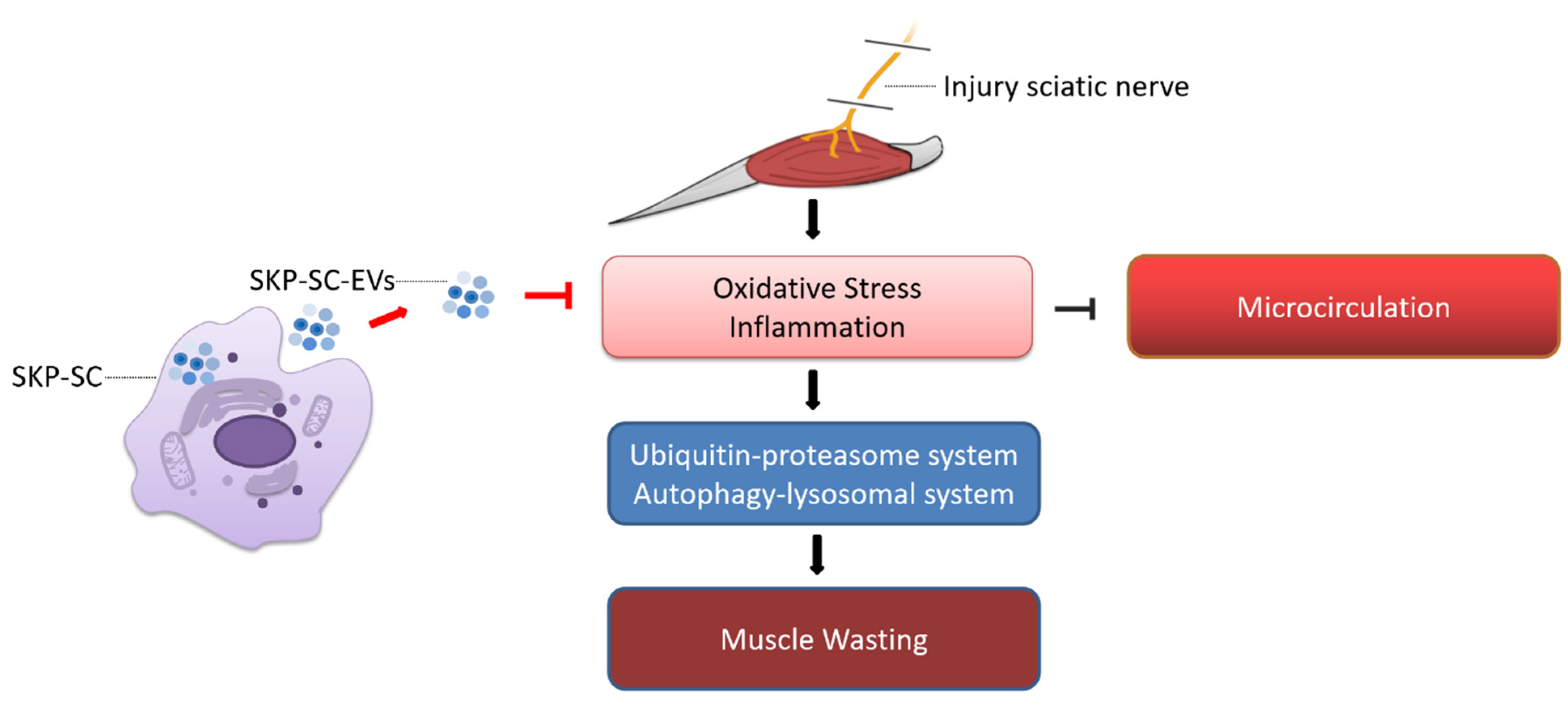 Antioxidants 11 00066 g012