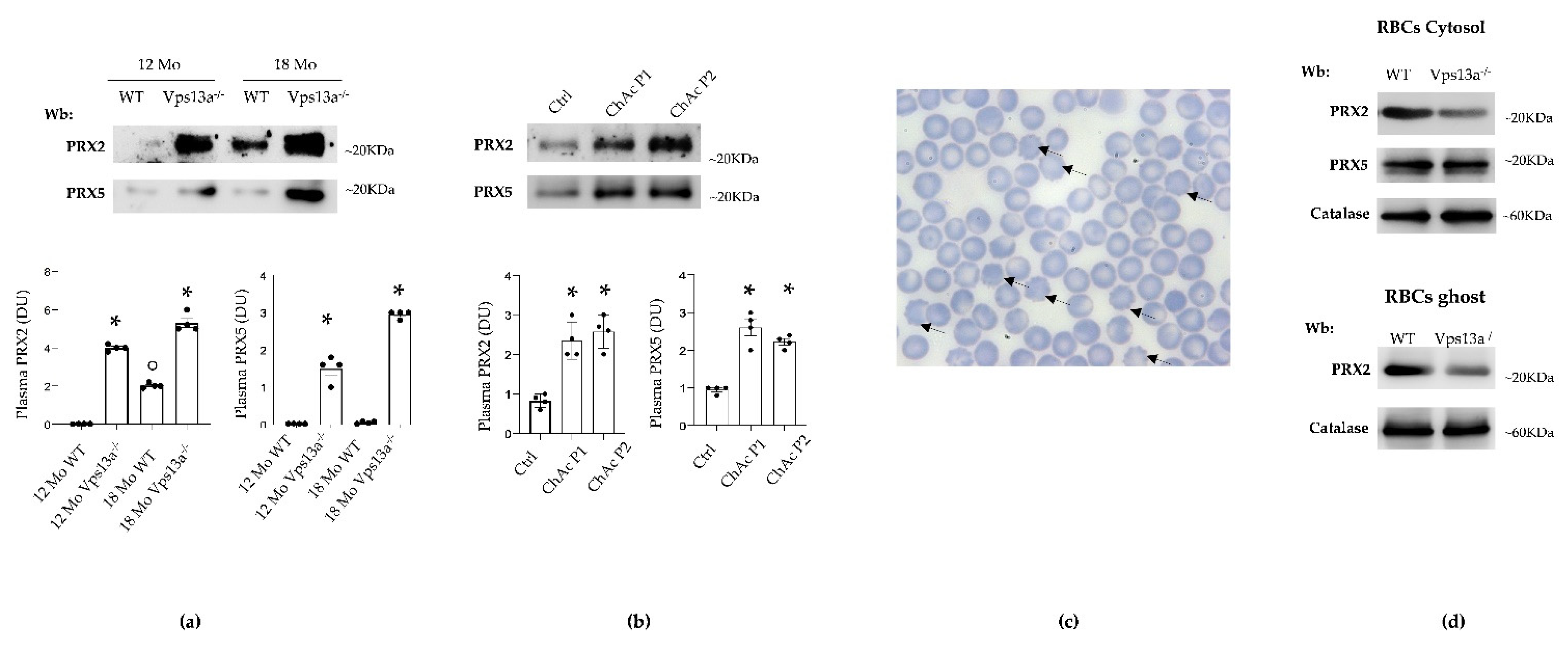 Antioxidants 11 00076 g001