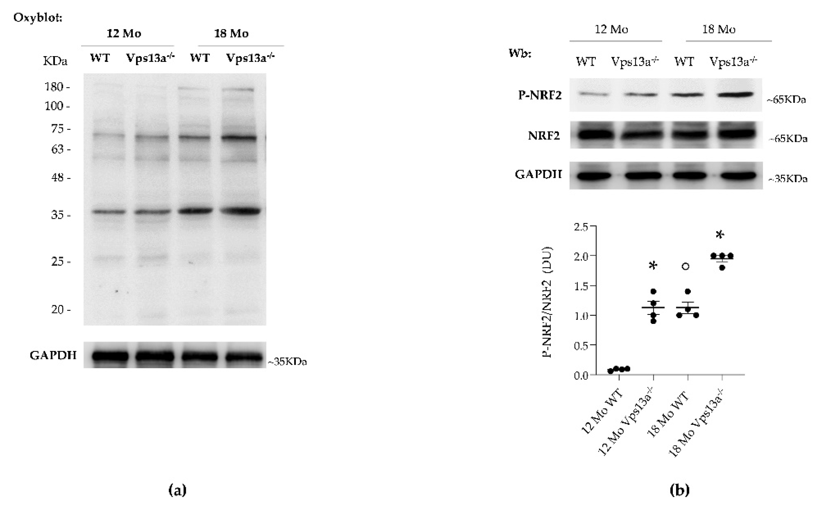 Antioxidants 11 00076 g002