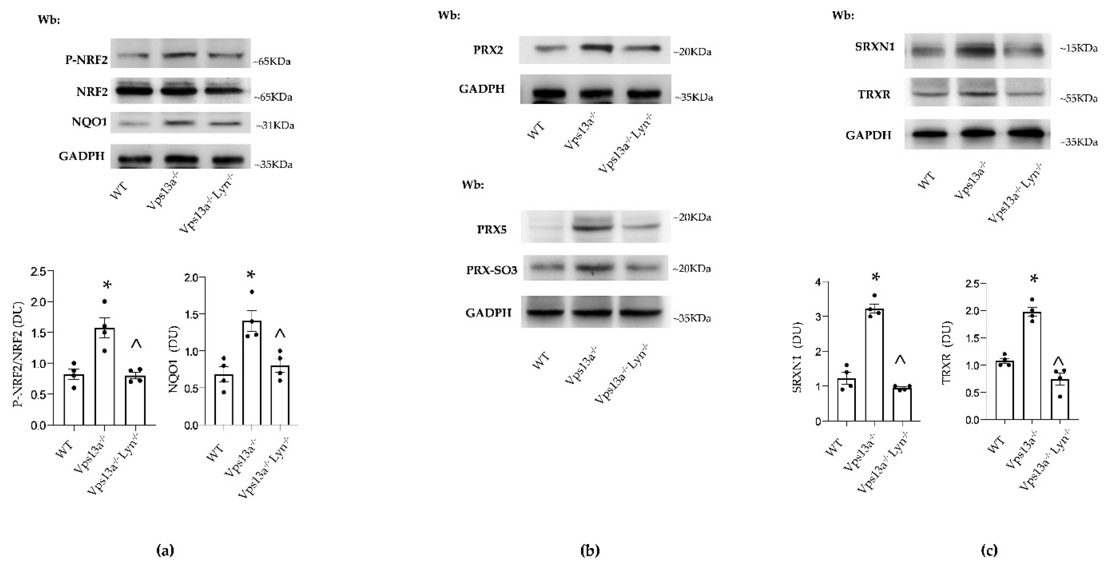 Antioxidants 11 00076 g004