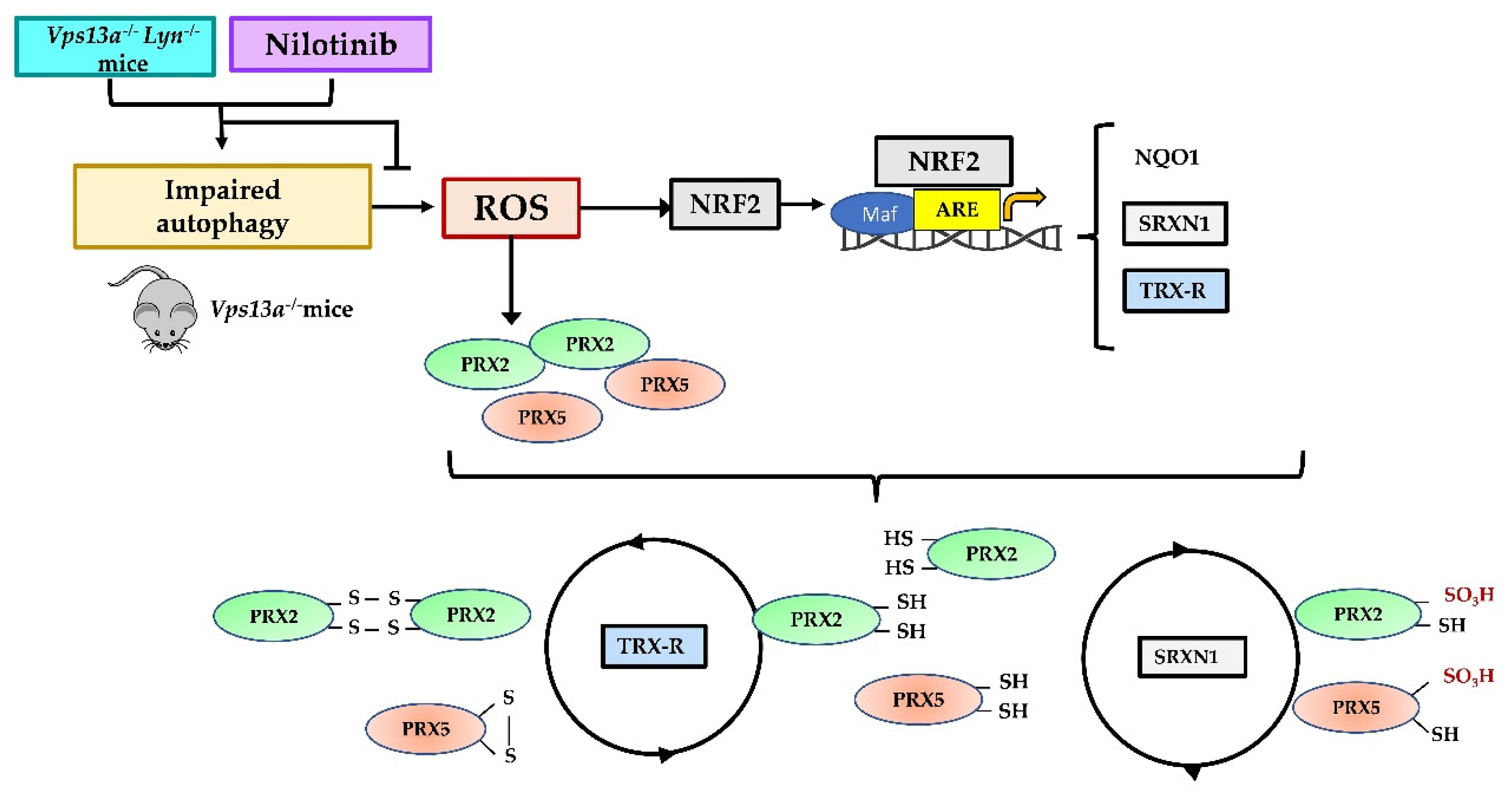 Antioxidants 11 00076 g006
