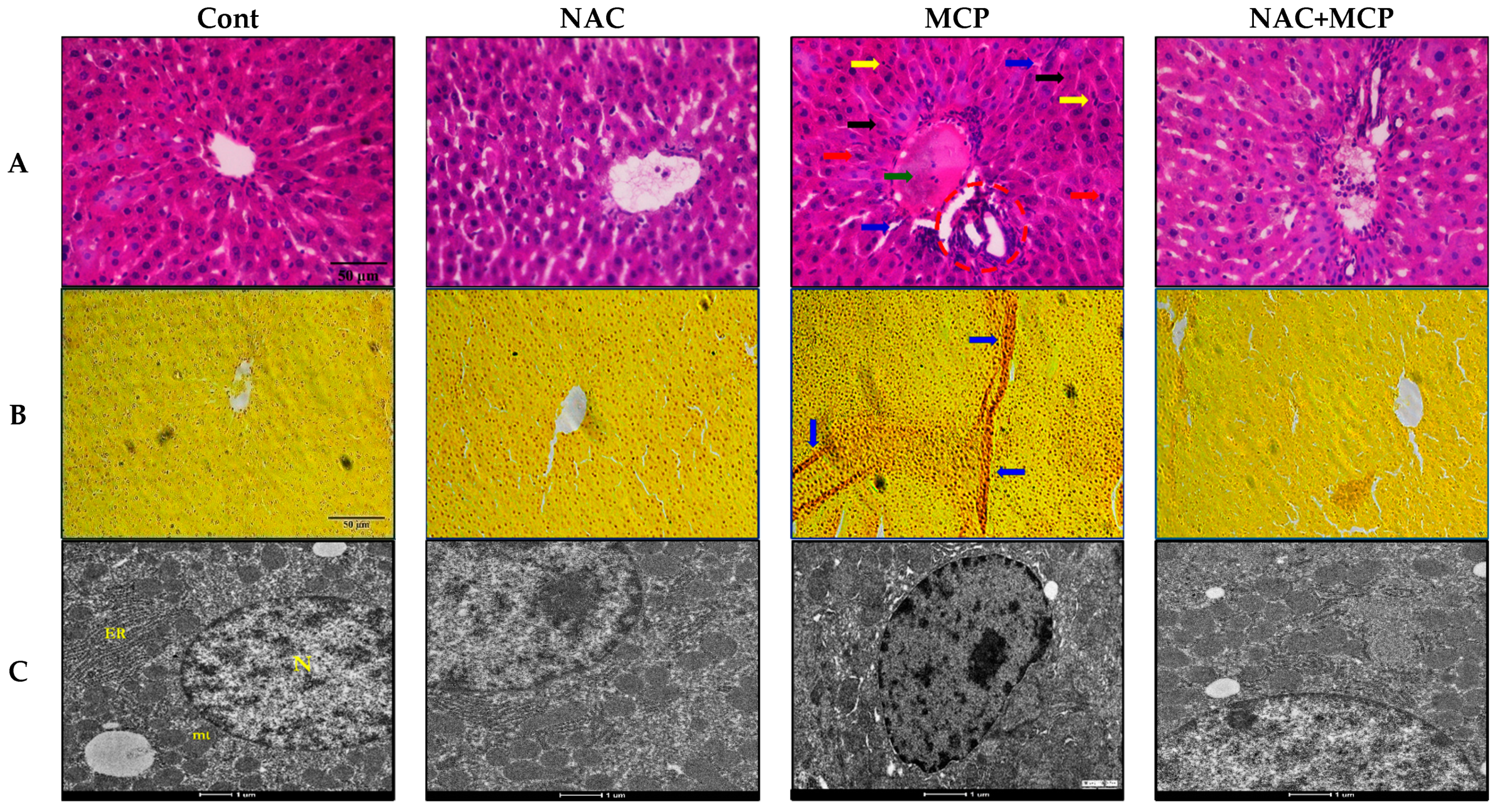 Antioxidants 11 00090 g004
