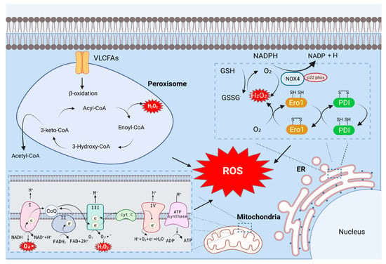 Antioxidants | Free Full-Text | Oxidative Stress Is a Key Modulator in ...