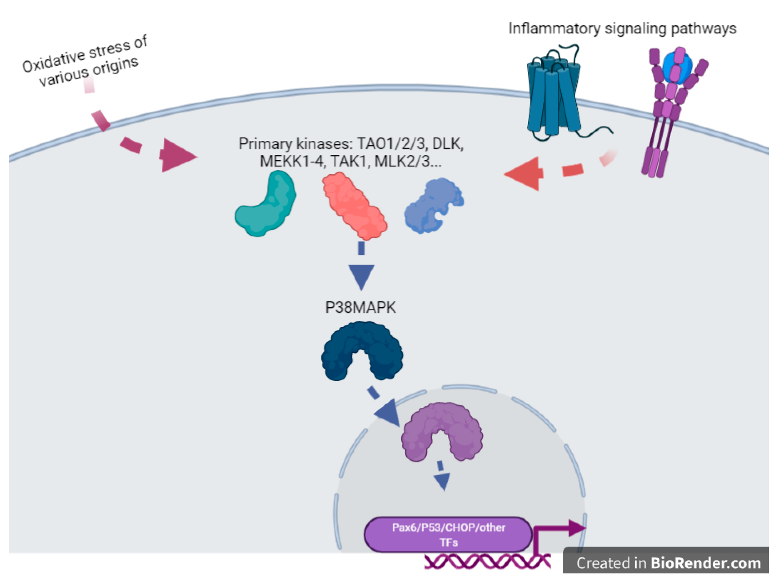 Antioxidants 11 00106 g002 Antioxidants 11 00106 g002