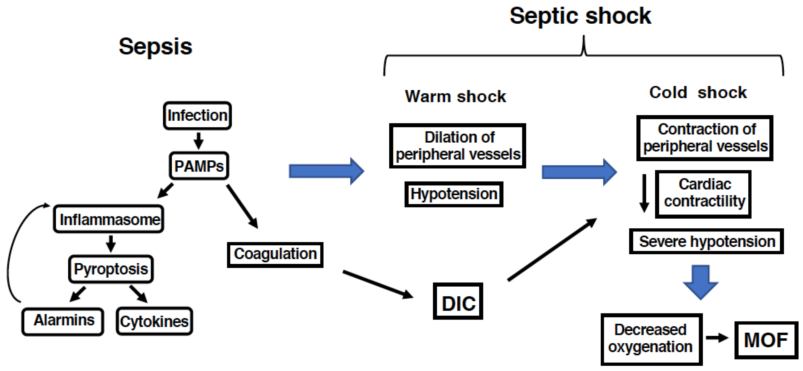 septic shock pathophysiology flowchart