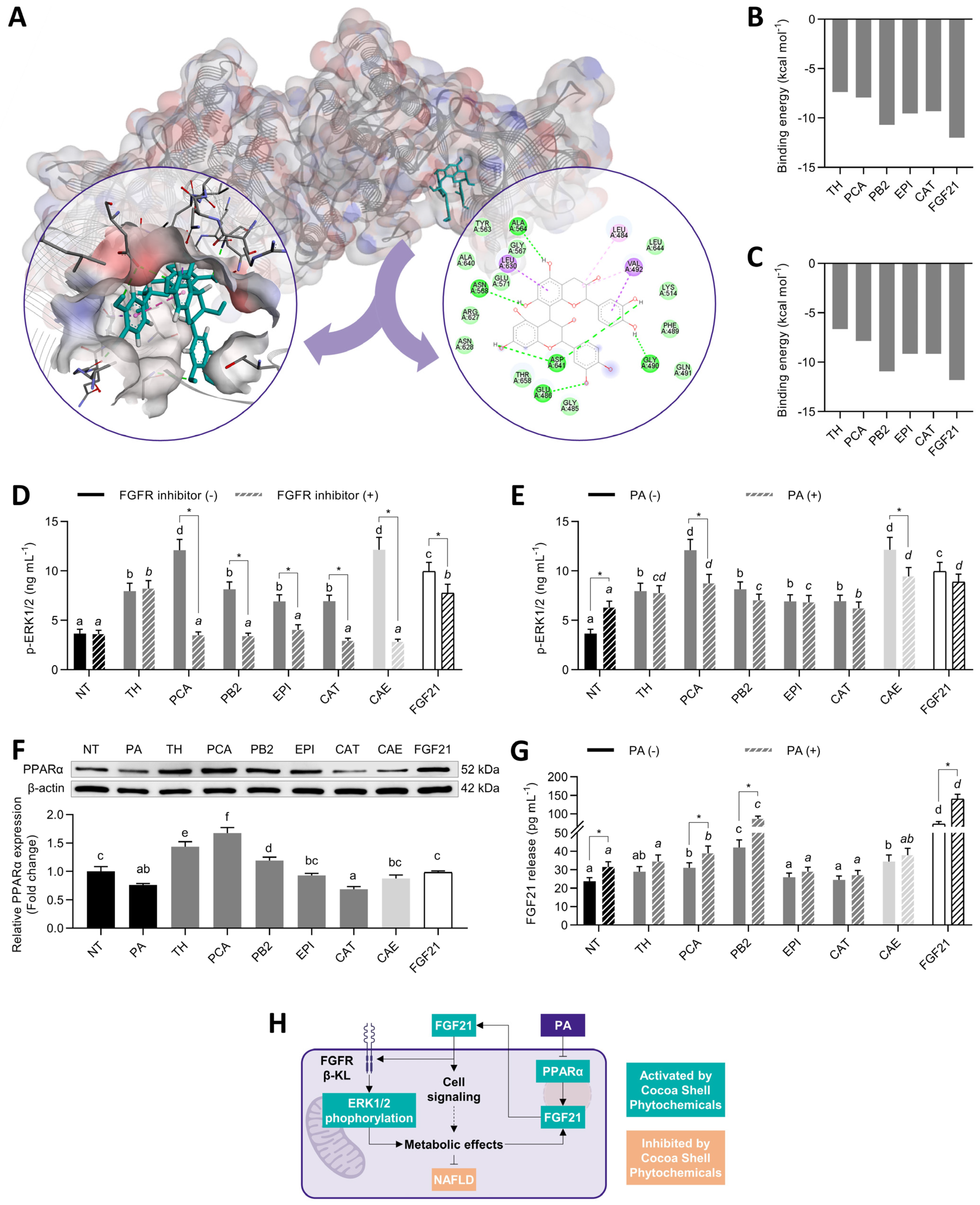 Antioxidants Free Full Text Phytochemicals From The Cocoa Shell Modulate Mitochondrial Function Lipid And Glucose Metabolism In Hepatocytes Via Activation Of Fgf21 Erk Akt And Mtor Pathways Html