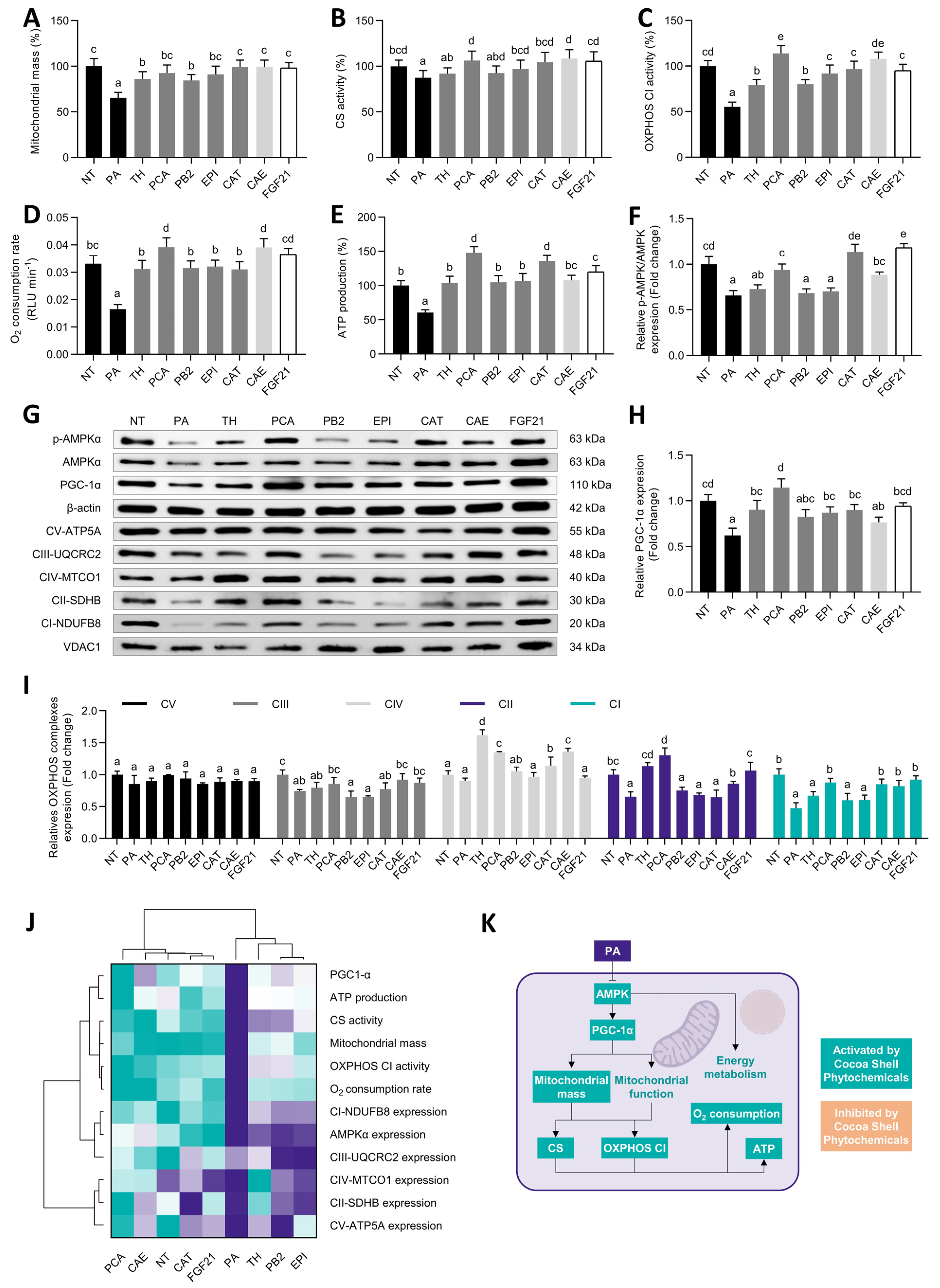 Antioxidants Free Full Text Phytochemicals From The Cocoa Shell Modulate Mitochondrial Function Lipid And Glucose Metabolism In Hepatocytes Via Activation Of Fgf21 Erk Akt And Mtor Pathways Html