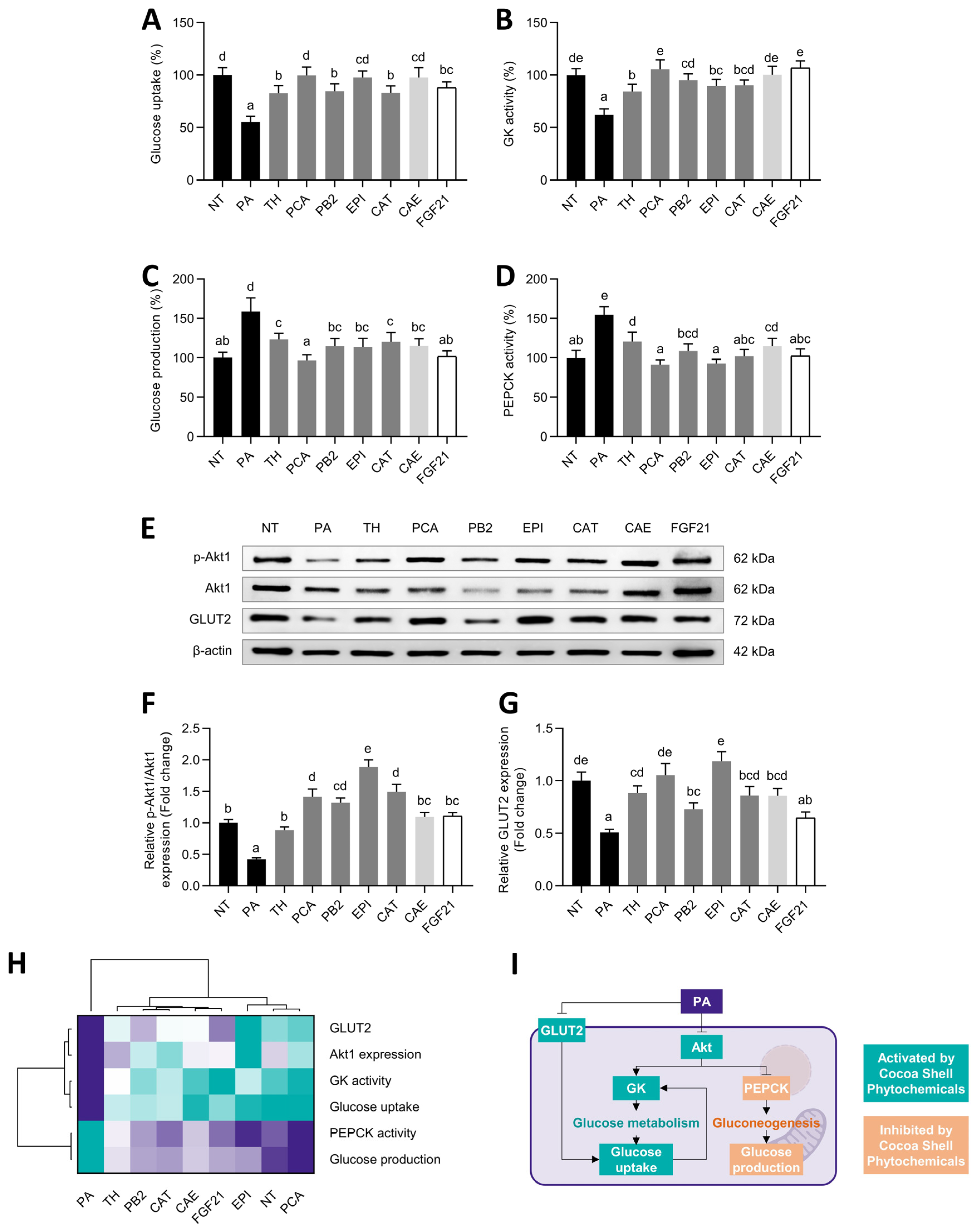 Antioxidants Free Full Text Phytochemicals From The Cocoa Shell Modulate Mitochondrial Function Lipid And Glucose Metabolism In Hepatocytes Via Activation Of Fgf21 Erk Akt And Mtor Pathways Html