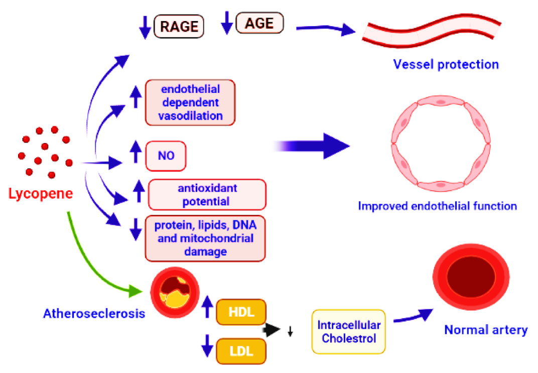 Antioxidants Free Full Text Lycopene A Natural Arsenal in the