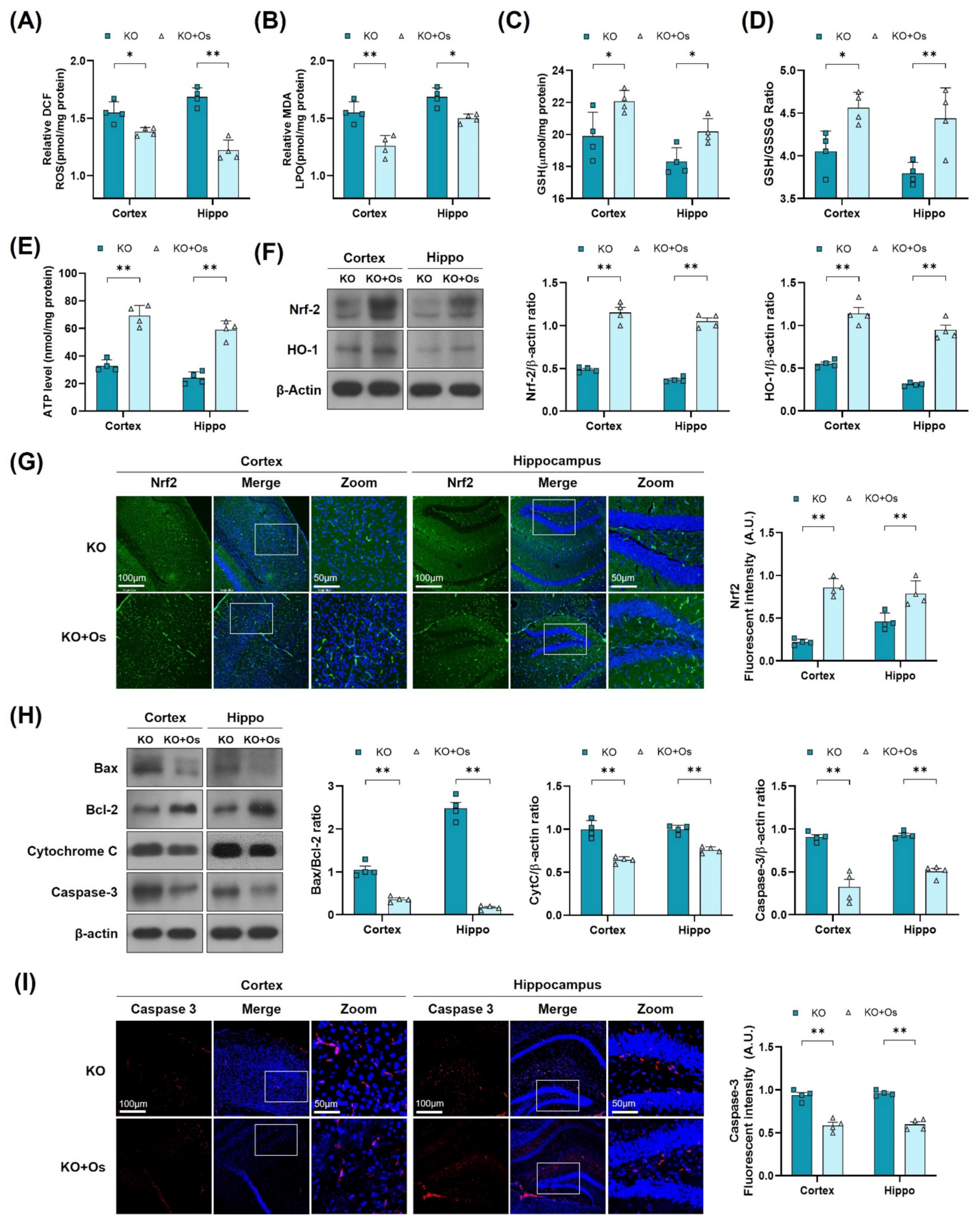 Antioxidants 11 00261 g005