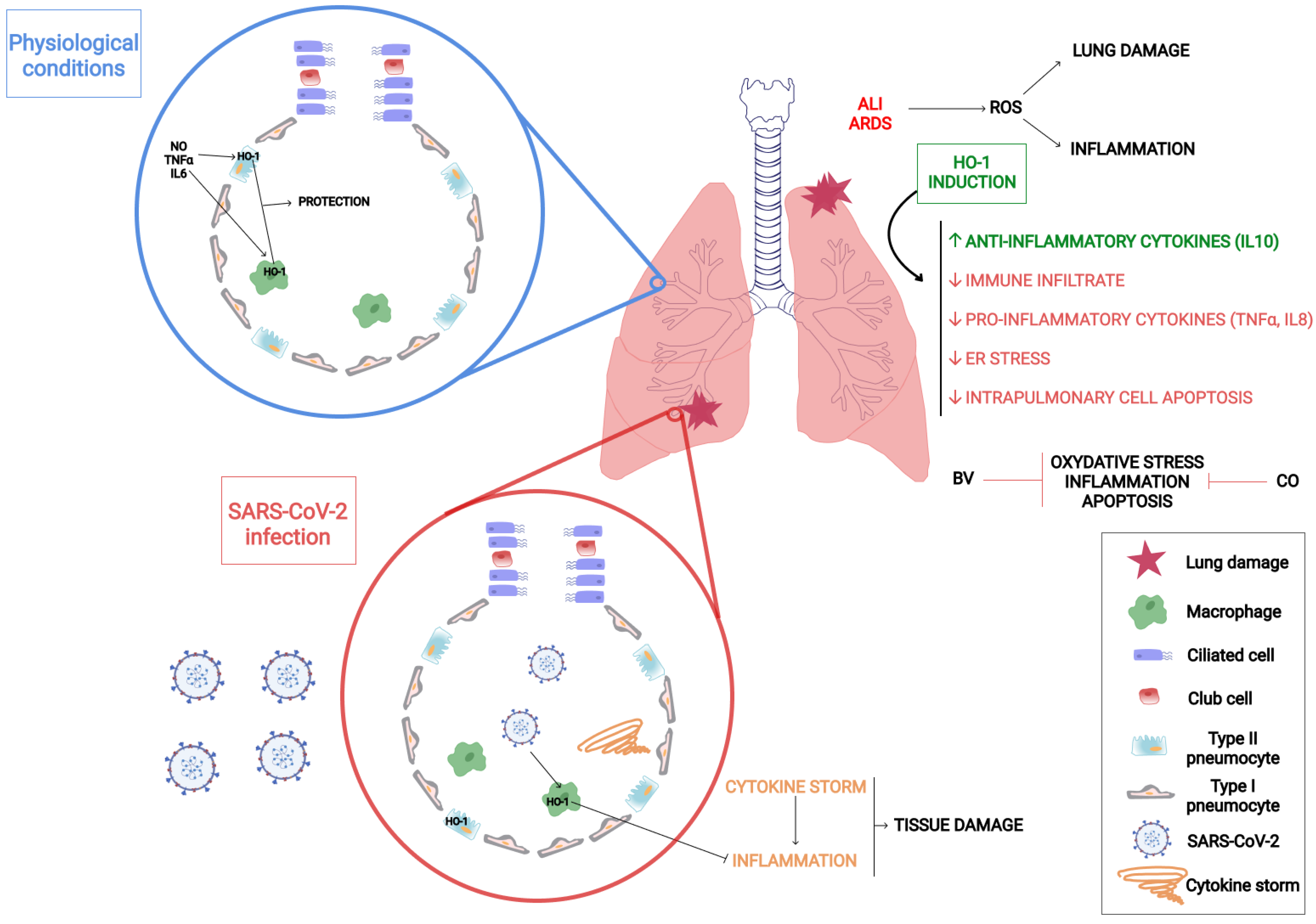 Antioxidants 11 00276 g002 Antioxidants 11 00276 g002