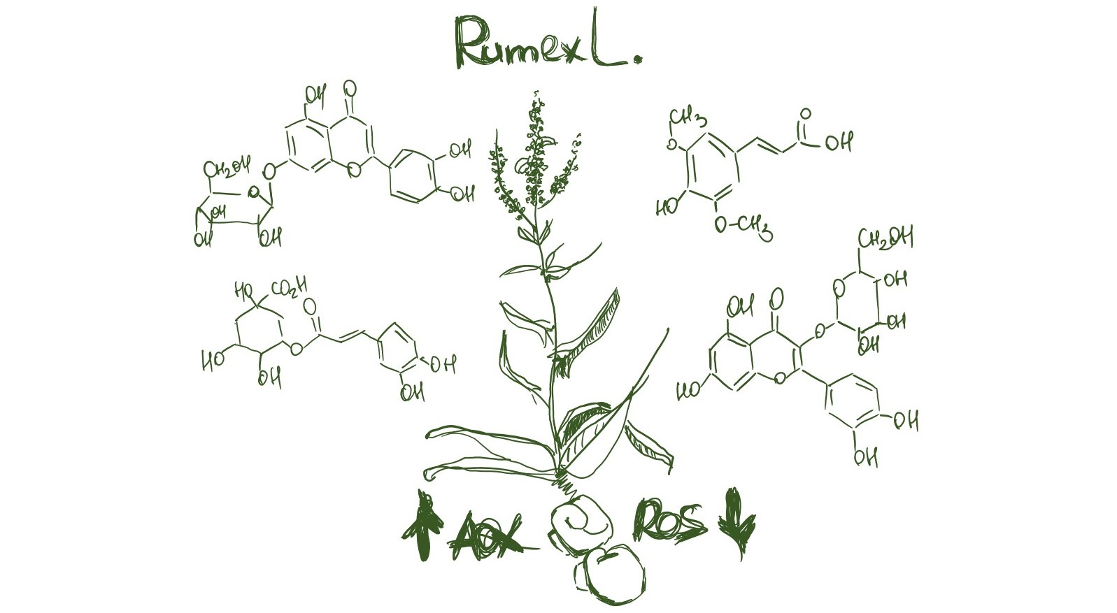 Antioxidants | Free Full-Text | Variability Of Phenolic Compound ...